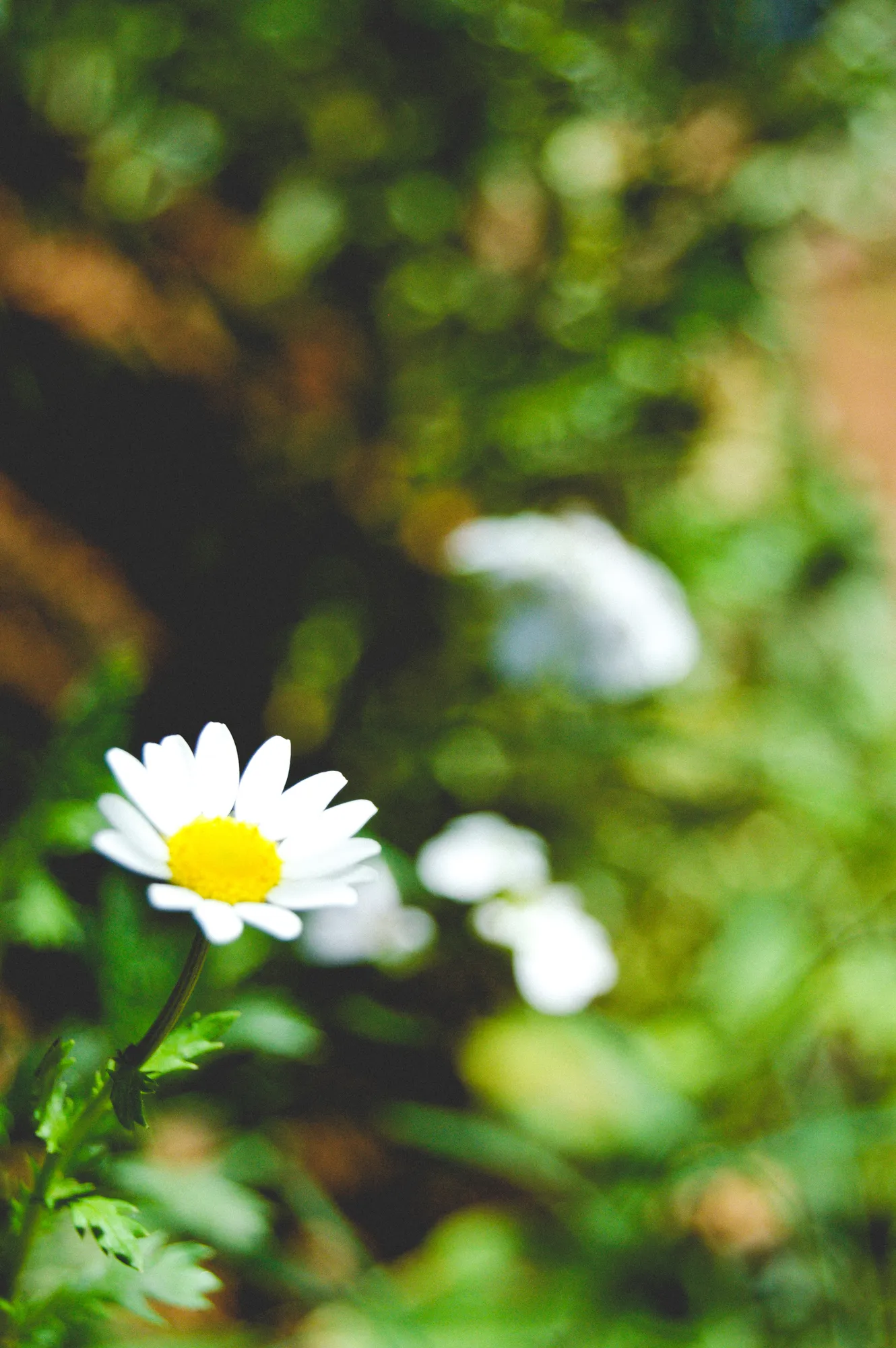 2021-02-13 - Daisy