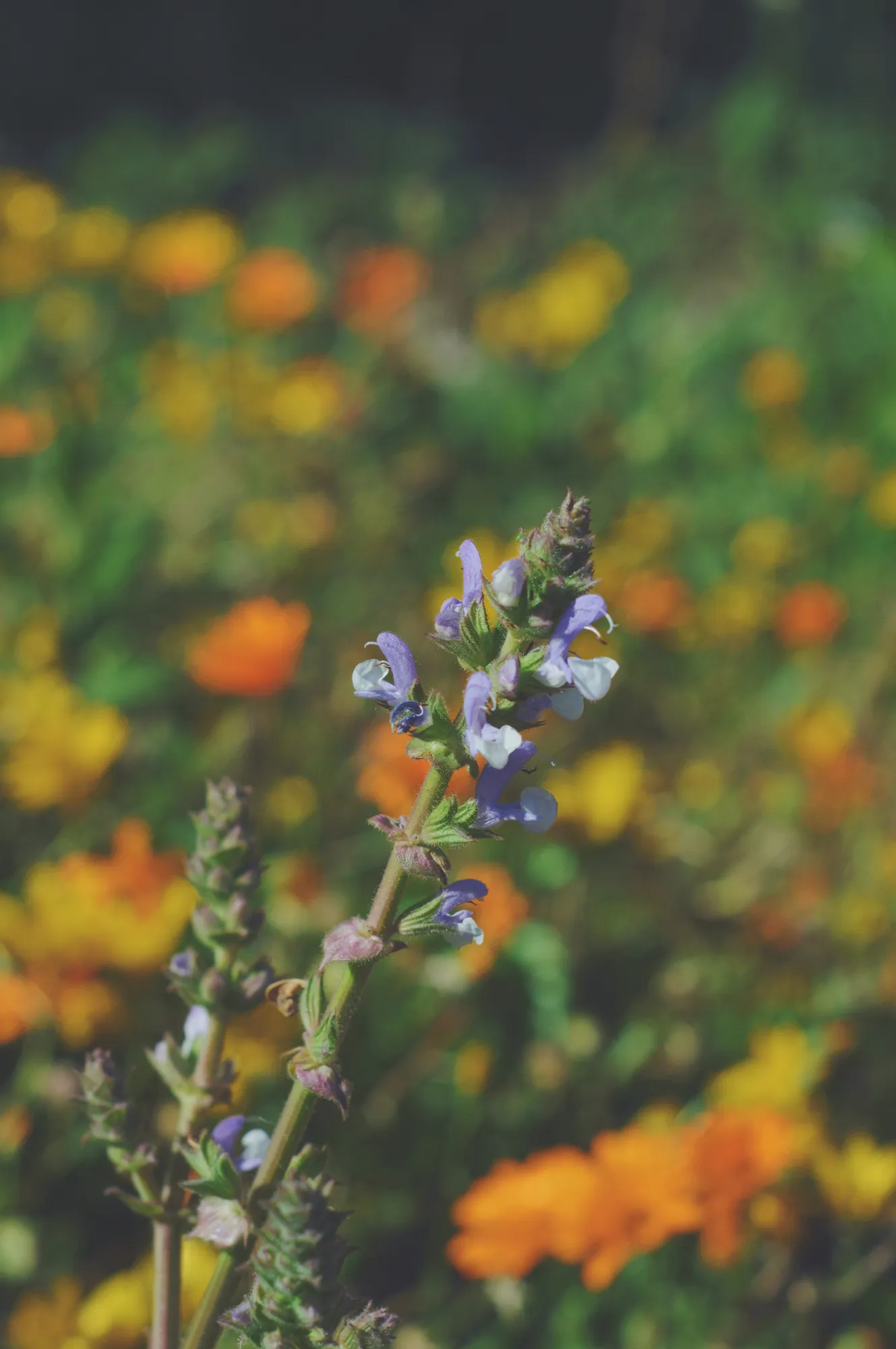 2021-10-09 - Walter Sisulu National Botanical Gardens - Purple flowers