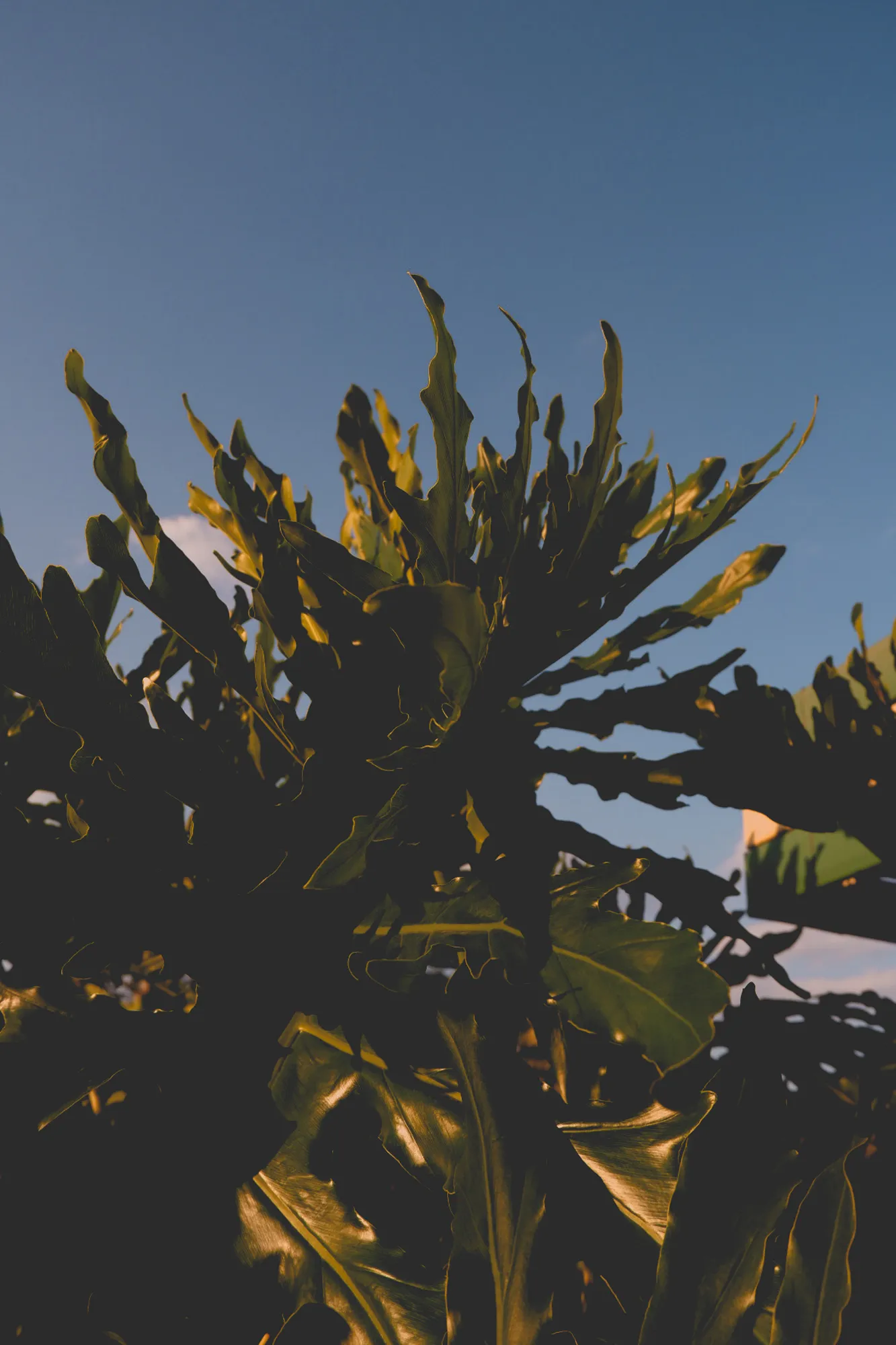 2021-10-29 - Monstera leaves