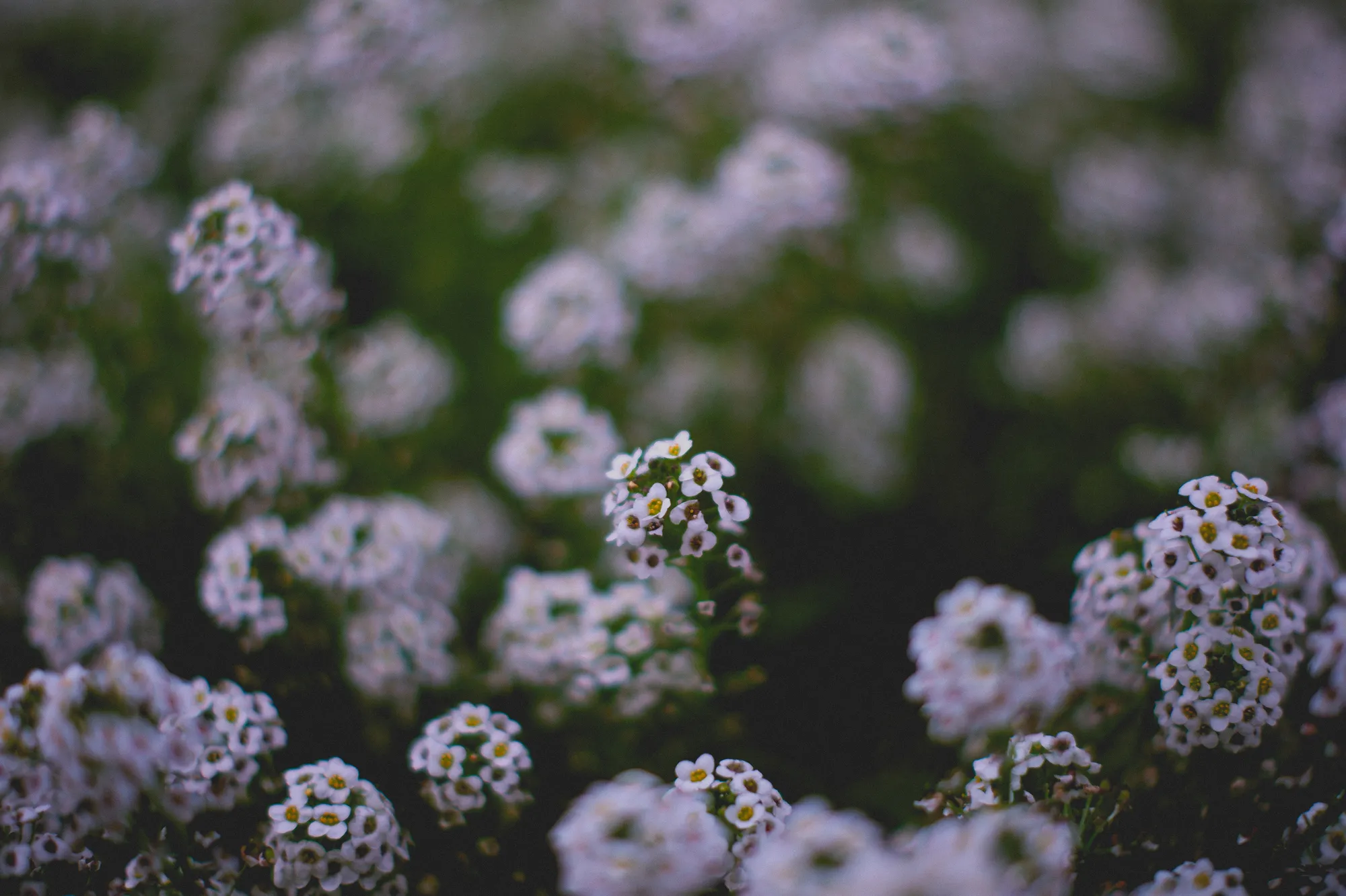 2021-12-05 - White flowers