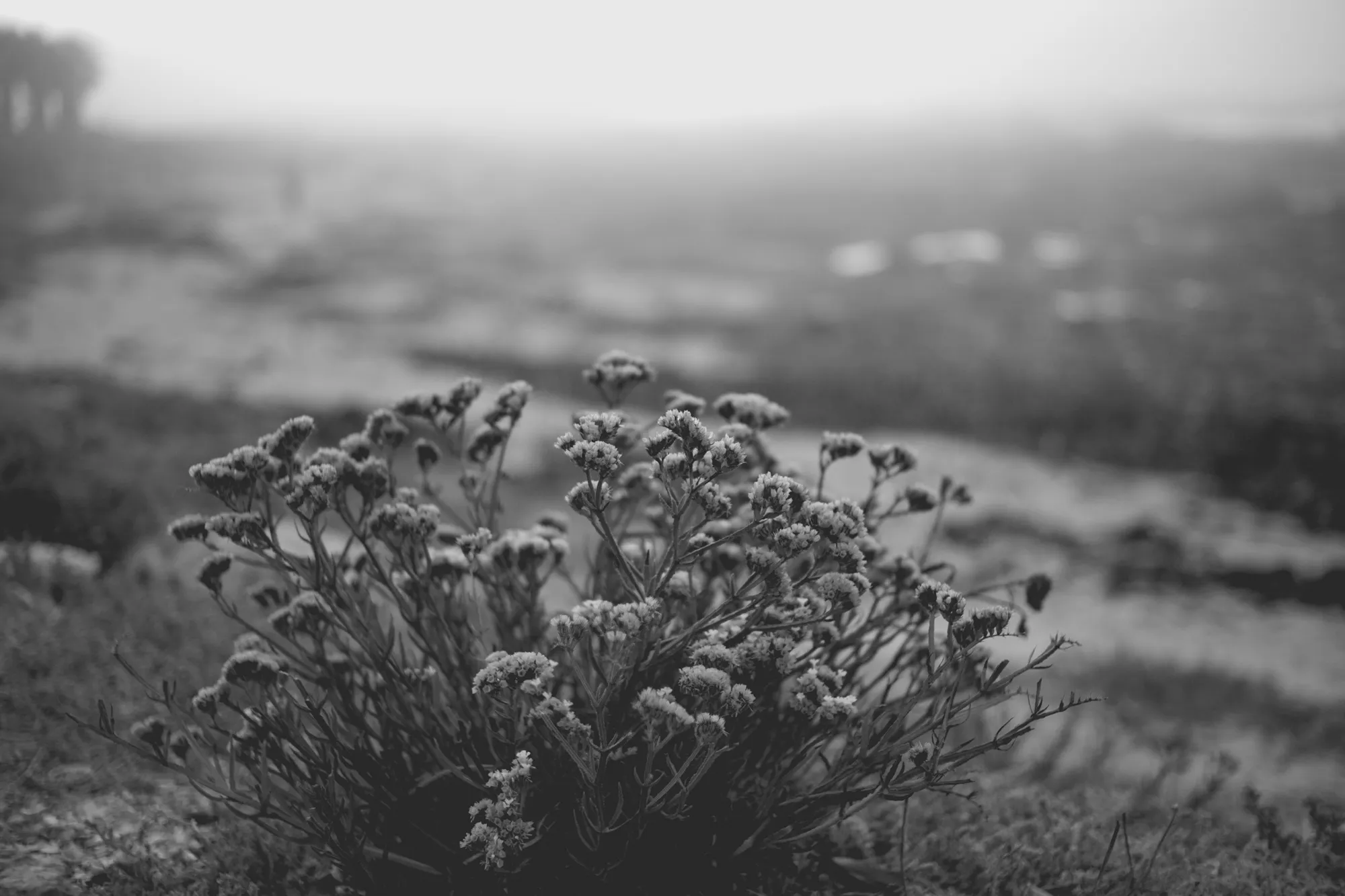 2022-02-15 - Cape Town - Plants in front of ocean on a misty day