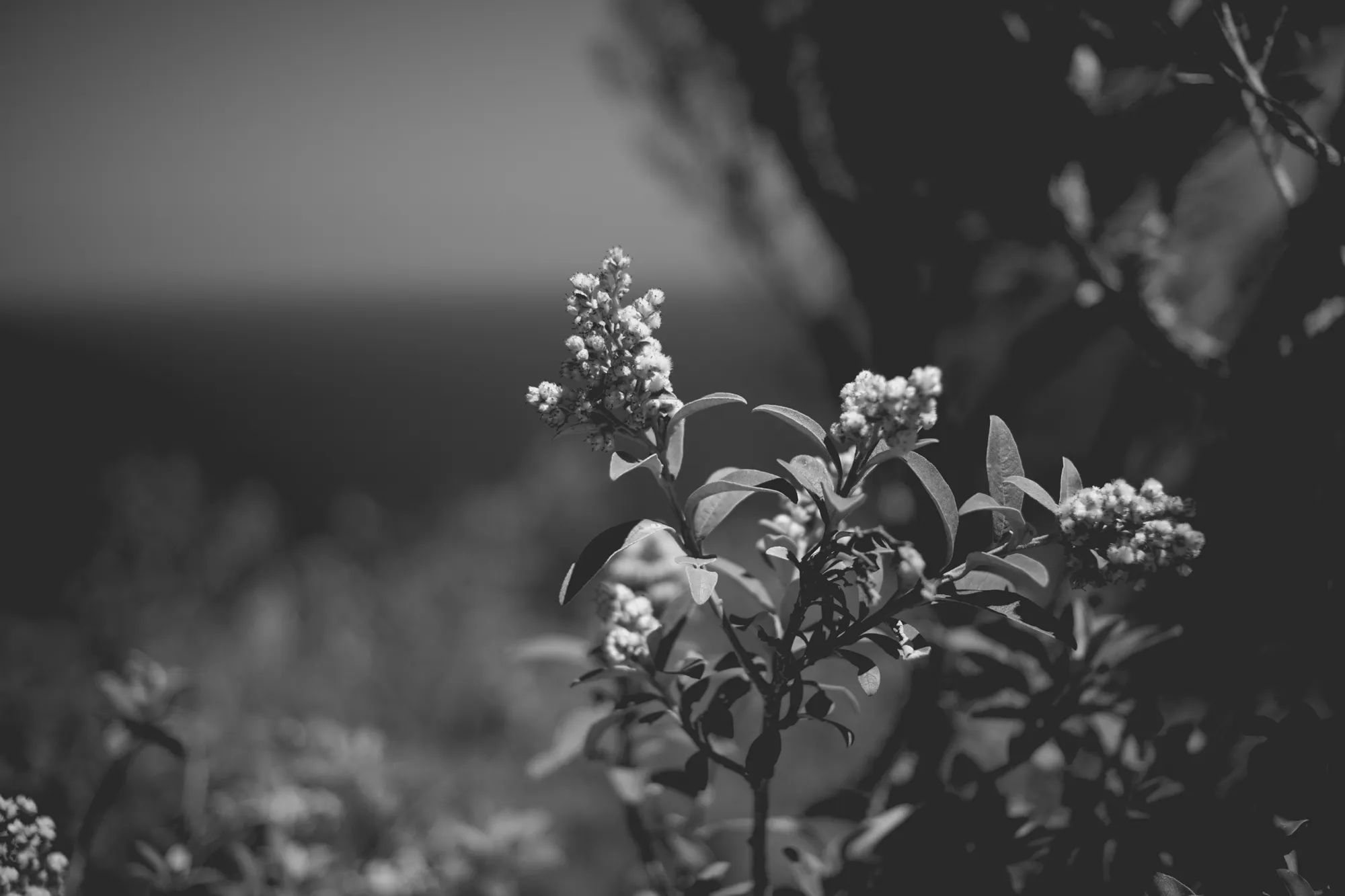 2022-02-16 - Cape Town - Plants with ocean in the background