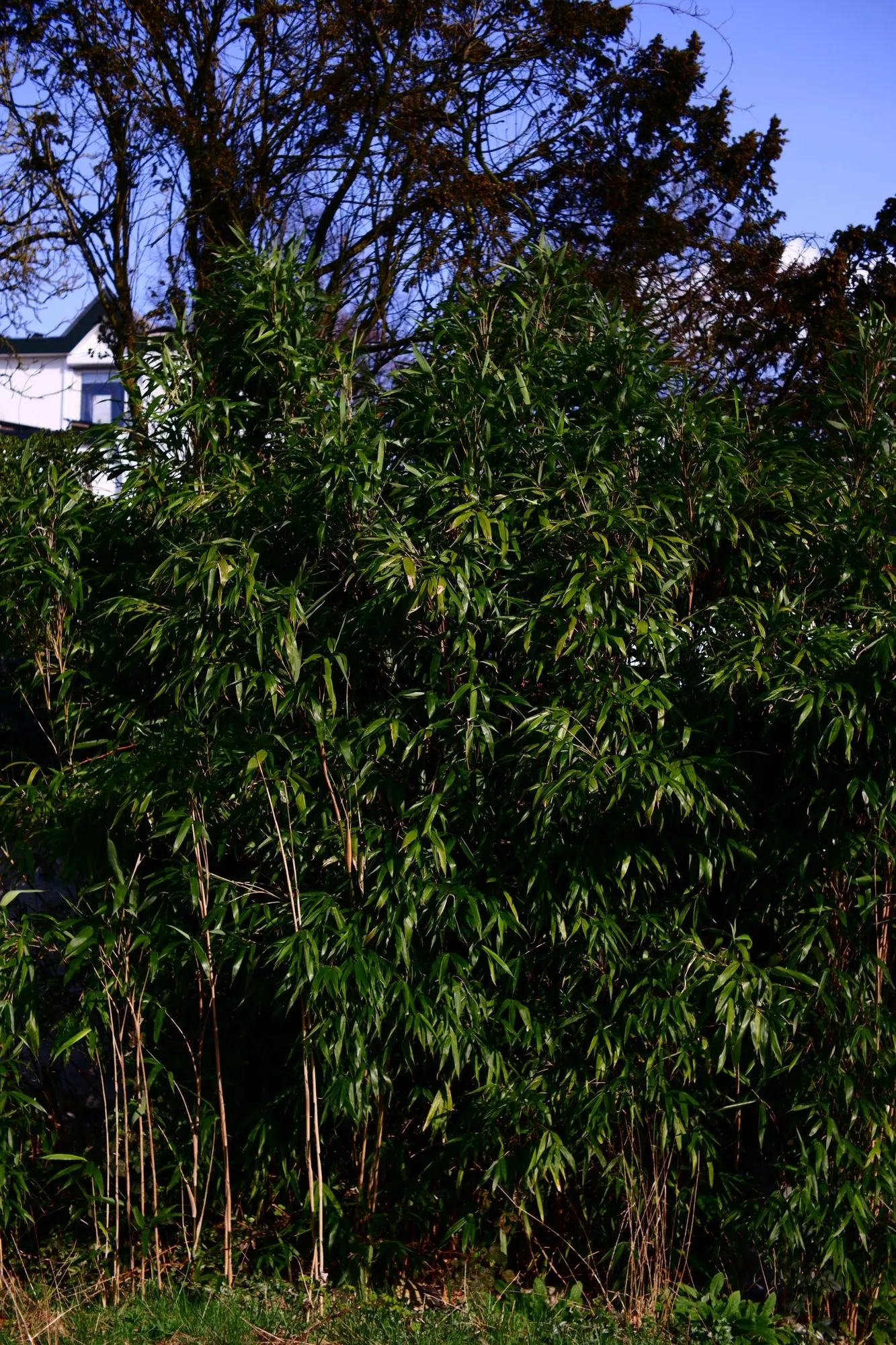 2026-03-15 - Overgrown bushes