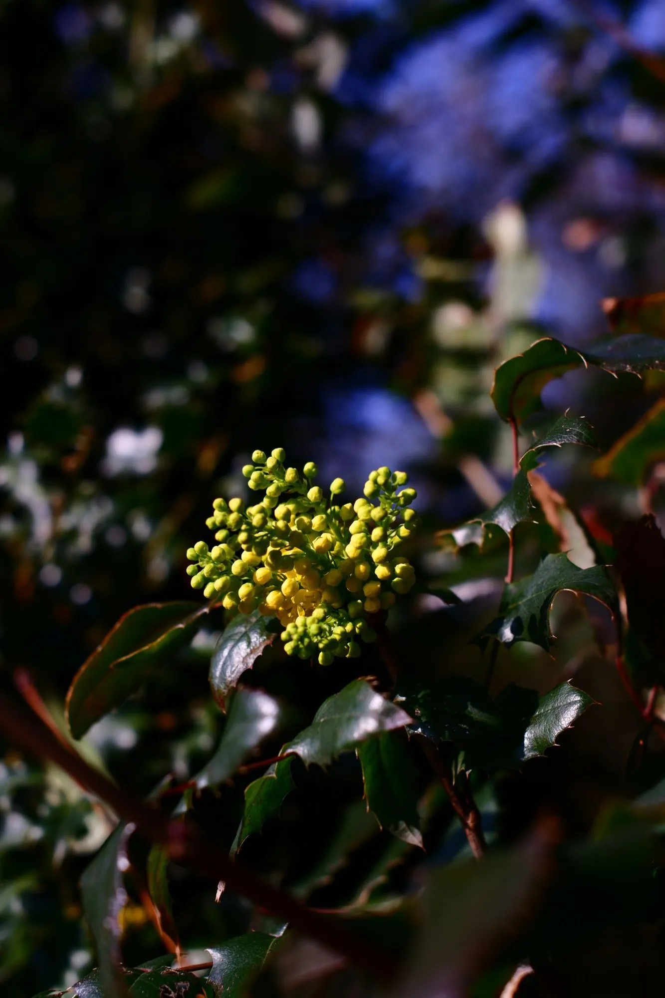 2026-03-15 - Small yellow flowers