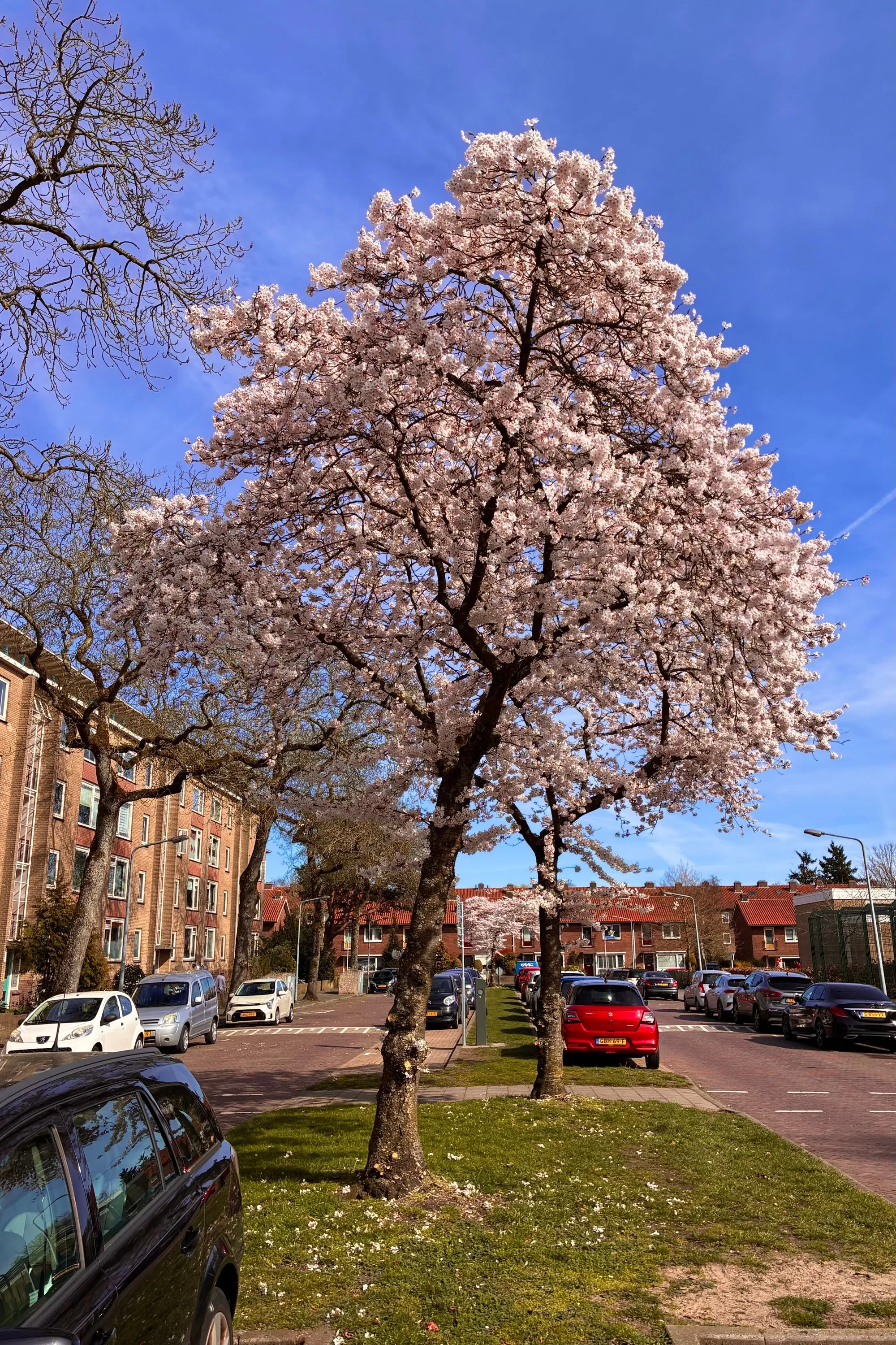 2026-03-20 - Cherry blossom tree