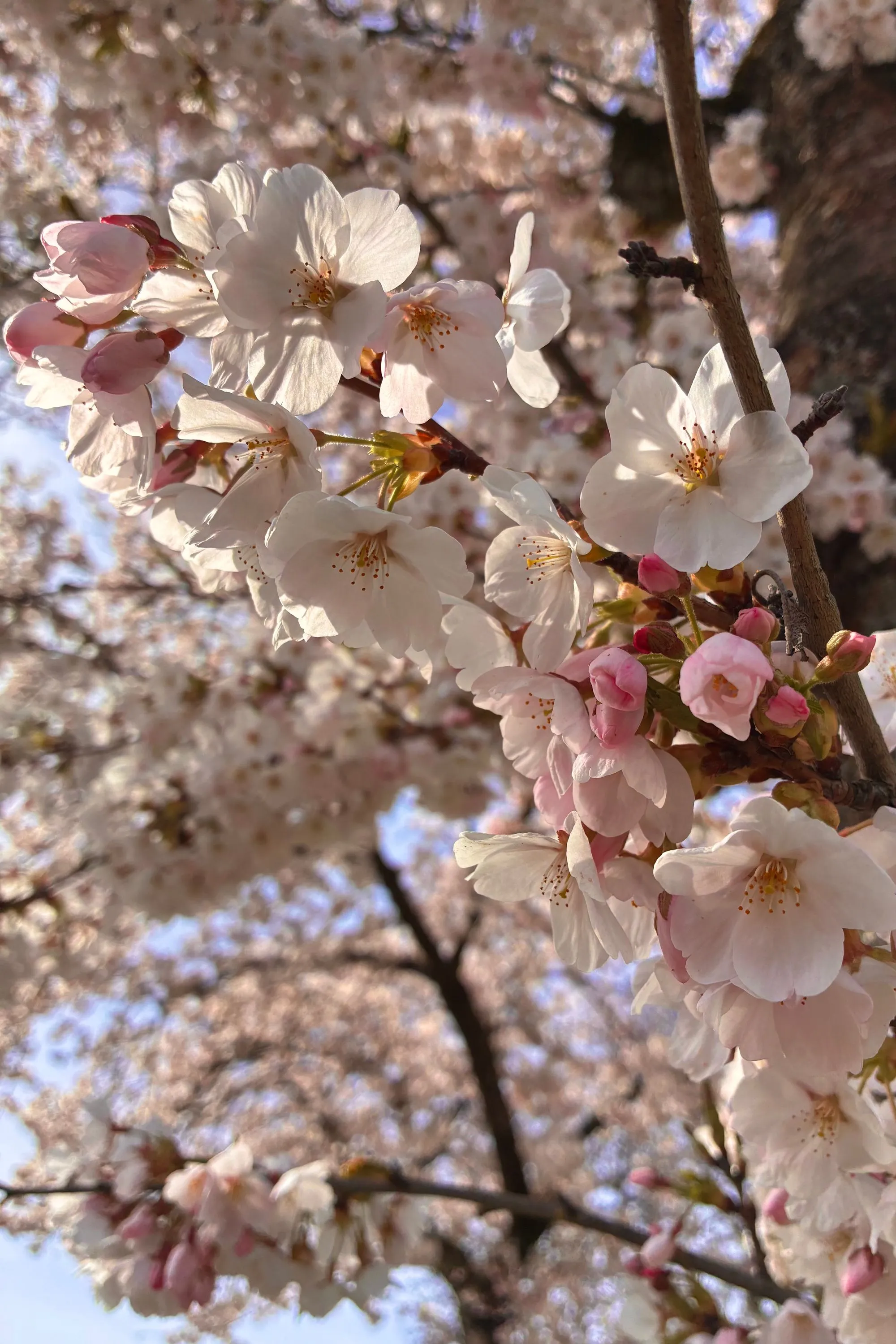 2026-03-20 - Closeup of cherry blossoms