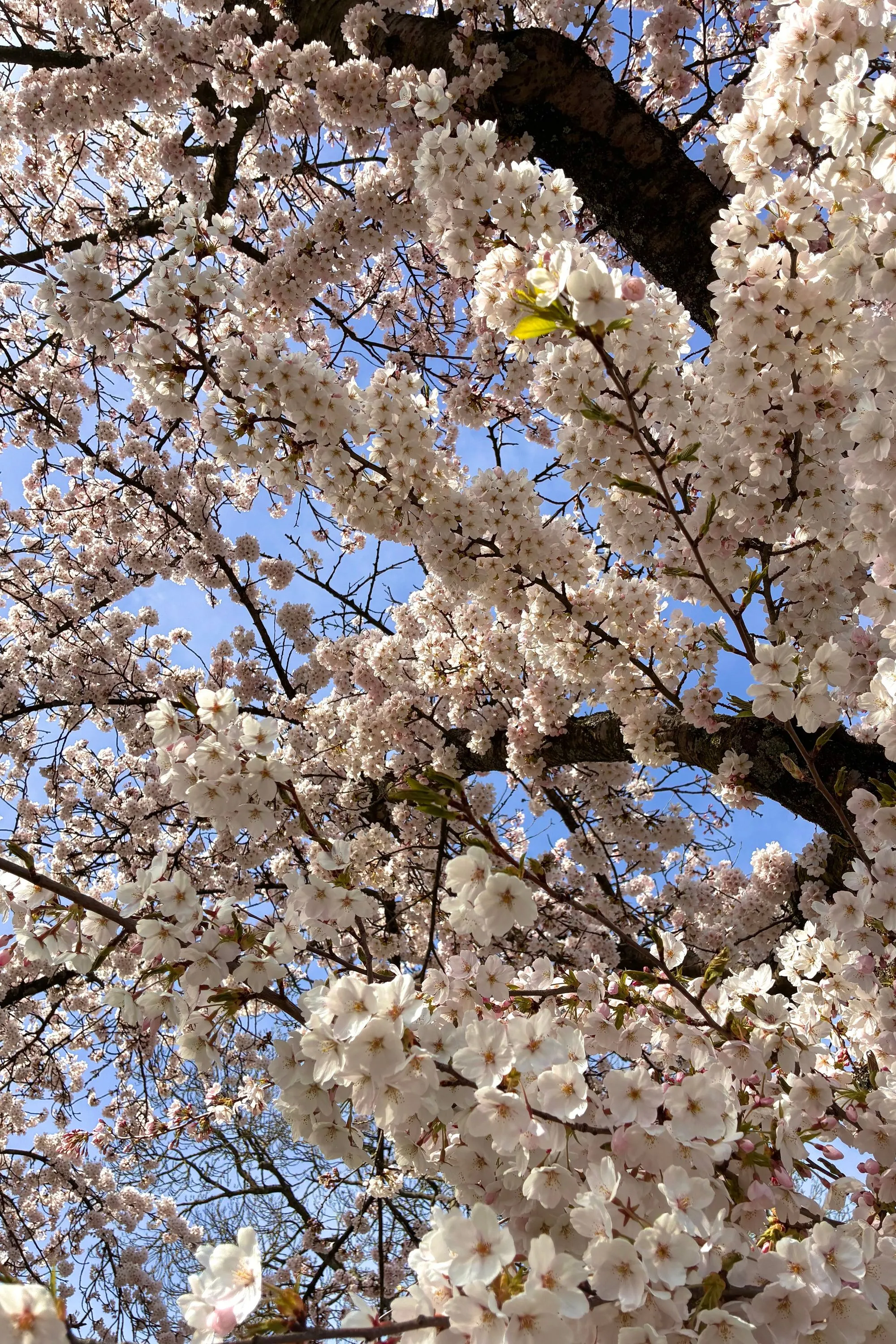 2026-03-20 - Lots of cherry blossom flowers on tree