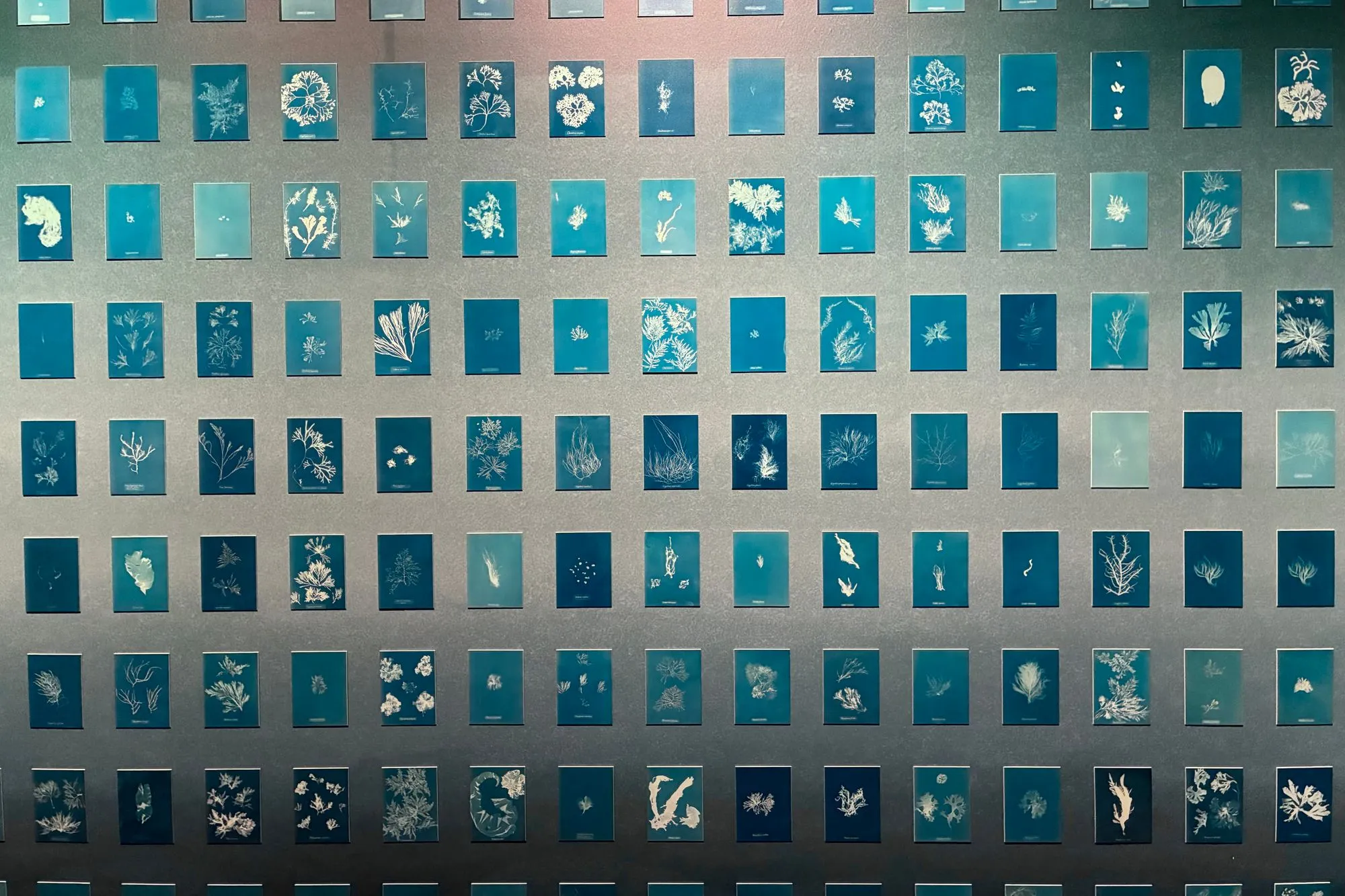 2026-03-28 - Cyanotypes of plants