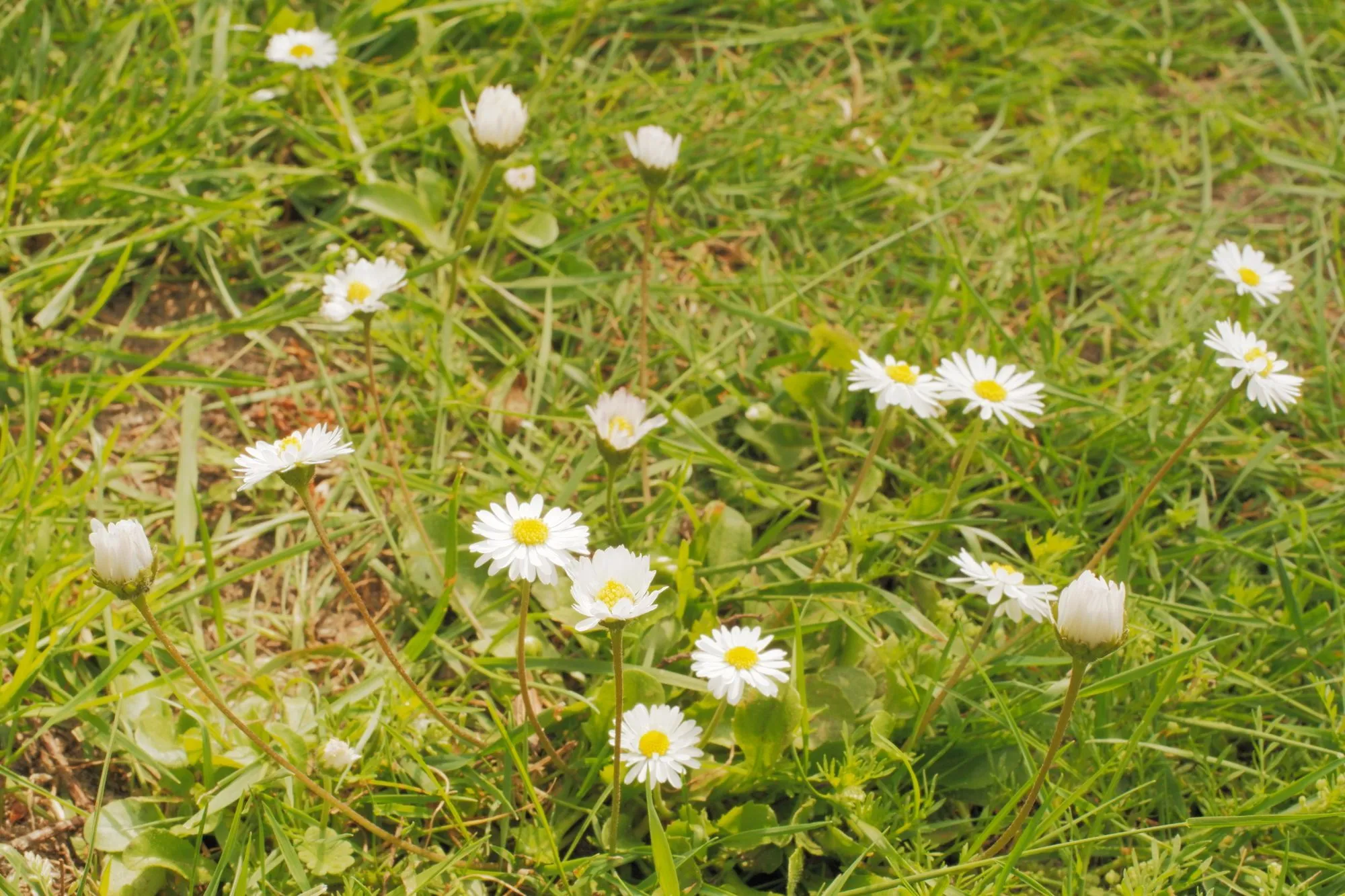 2026-05-31 - White flowers