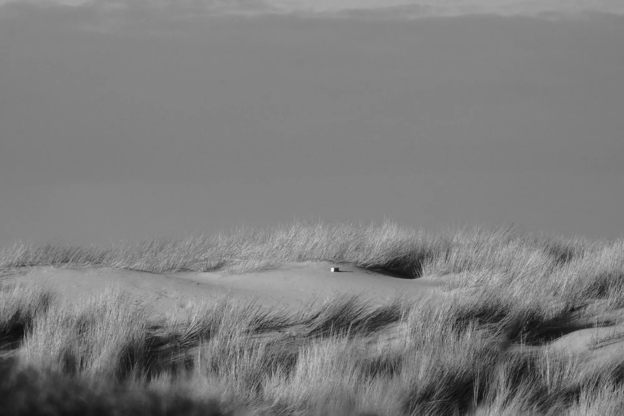 2026-08-02 - Grass on dunes in distance