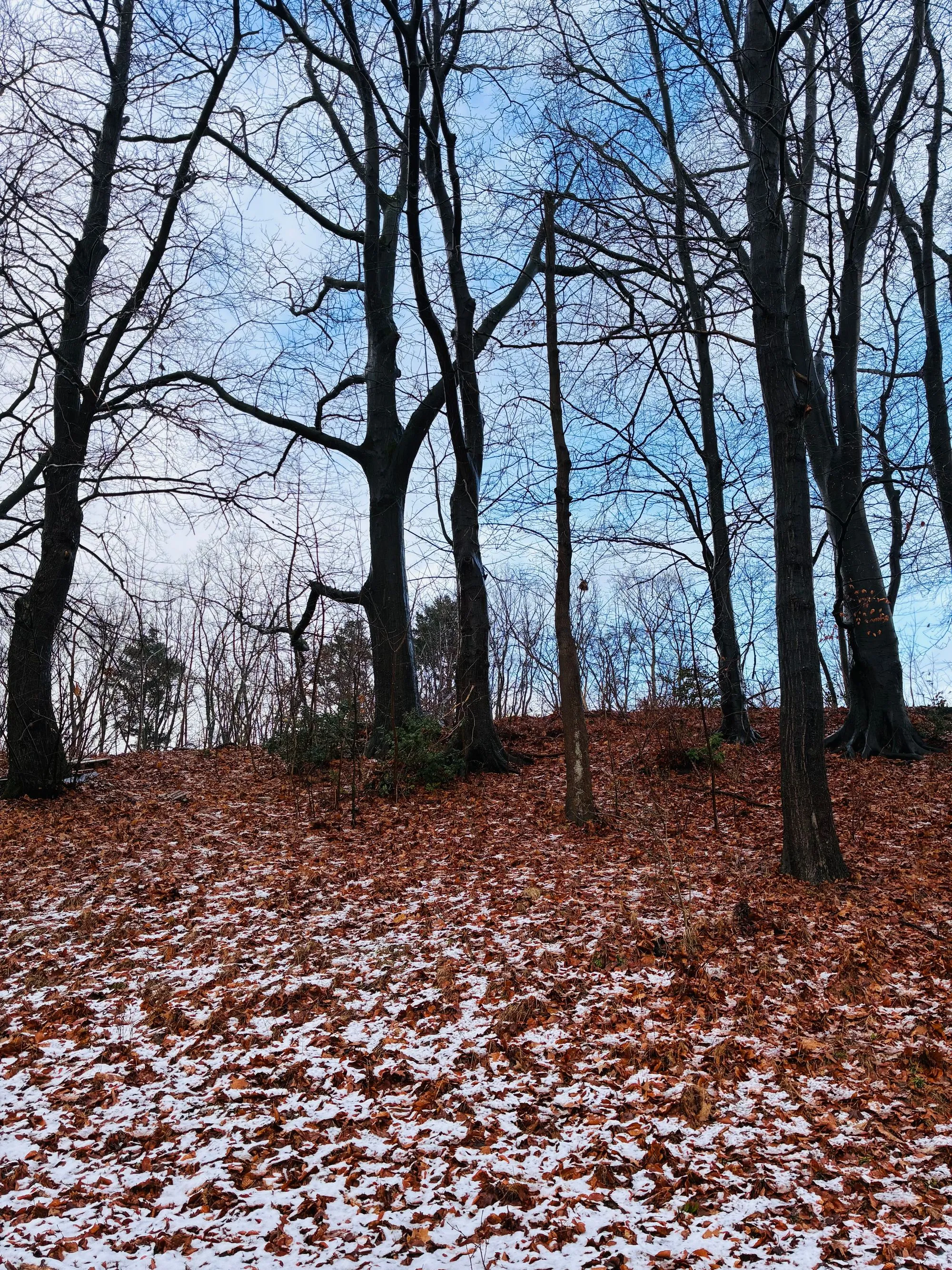 Bare forest with red leaves scattered all over ground