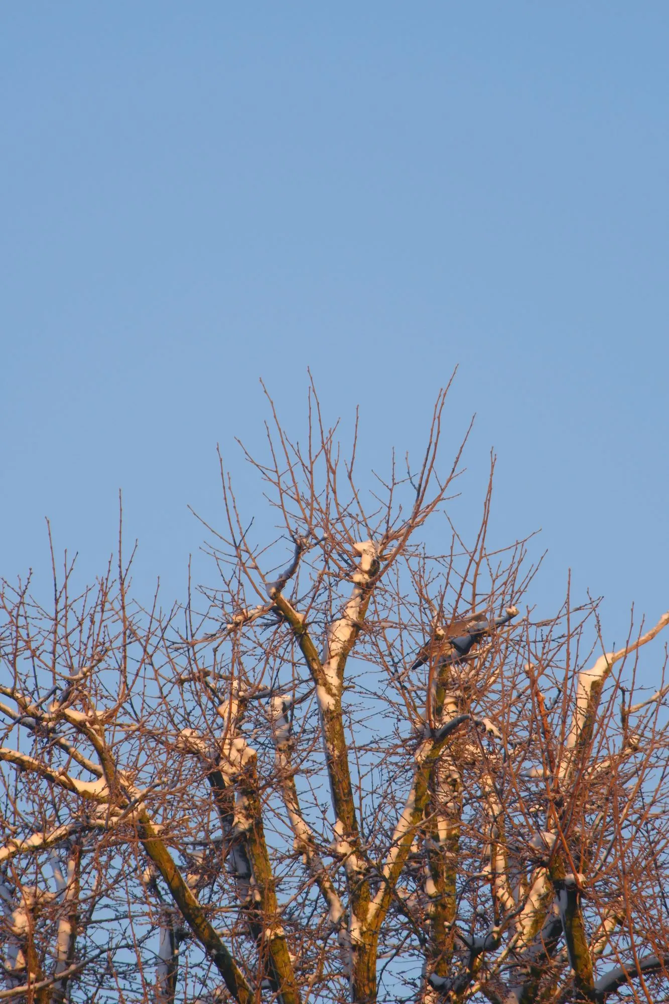 Bare trees covered in snow reaching for the blue sky
