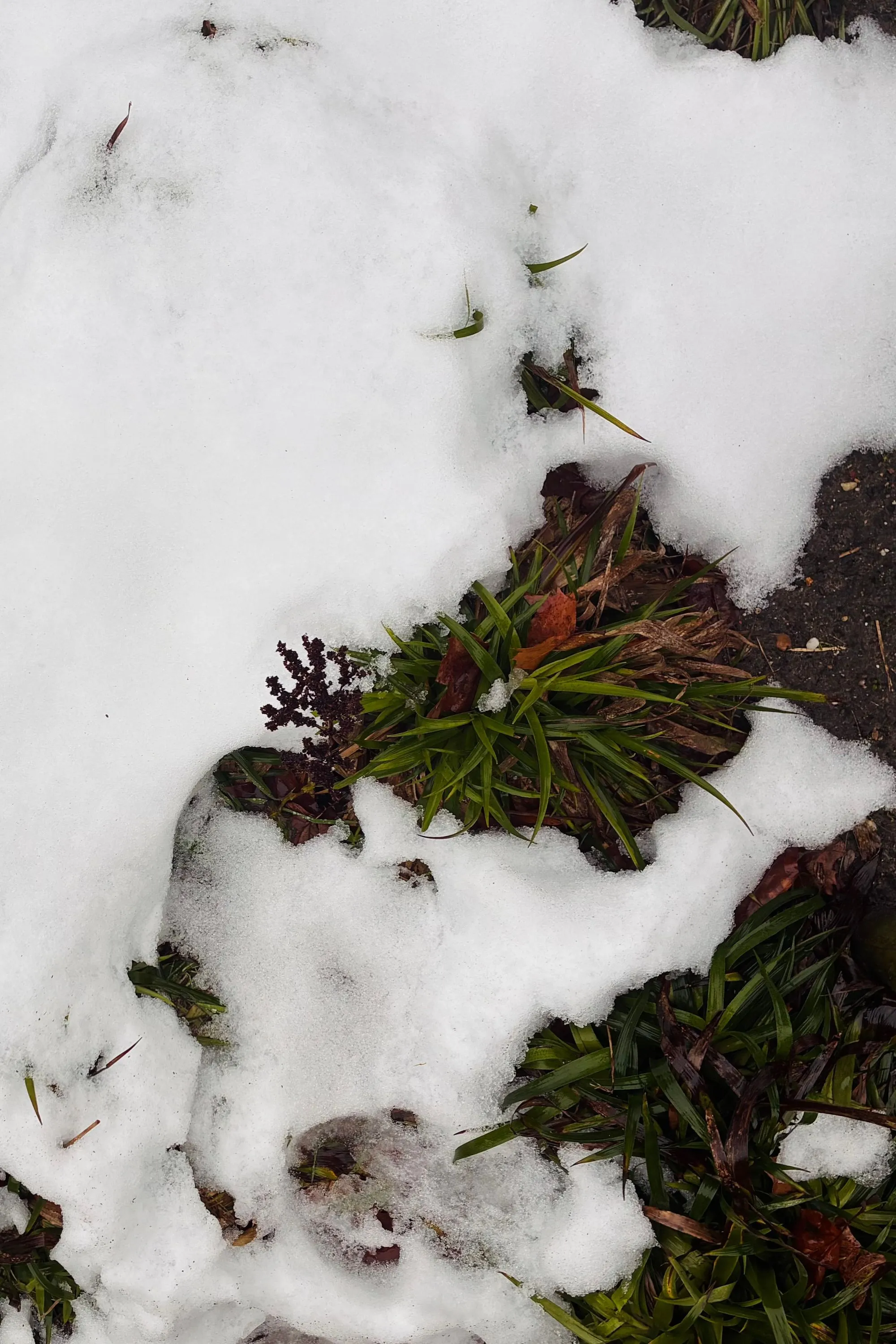 Grass peeking from the snow