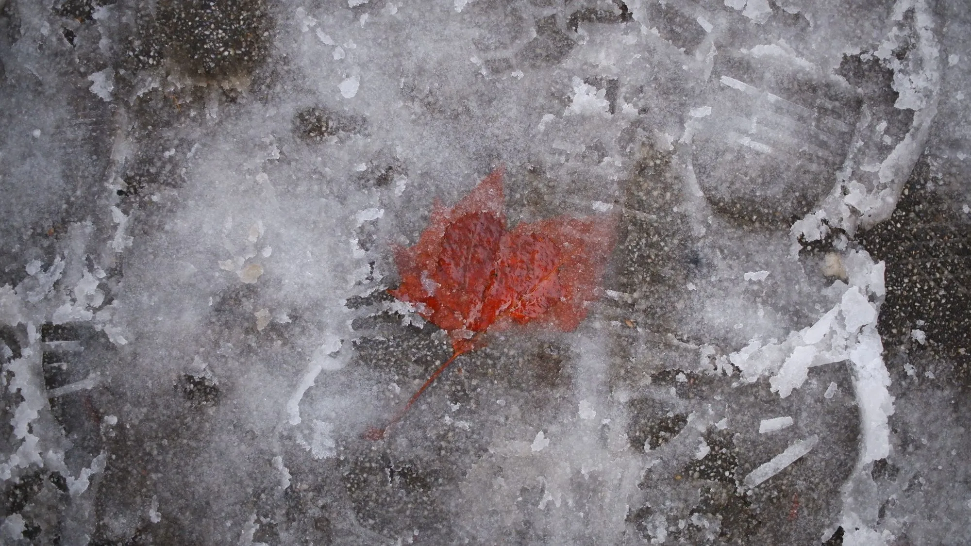 Leaf frozen on the ground behind a sheet of ice