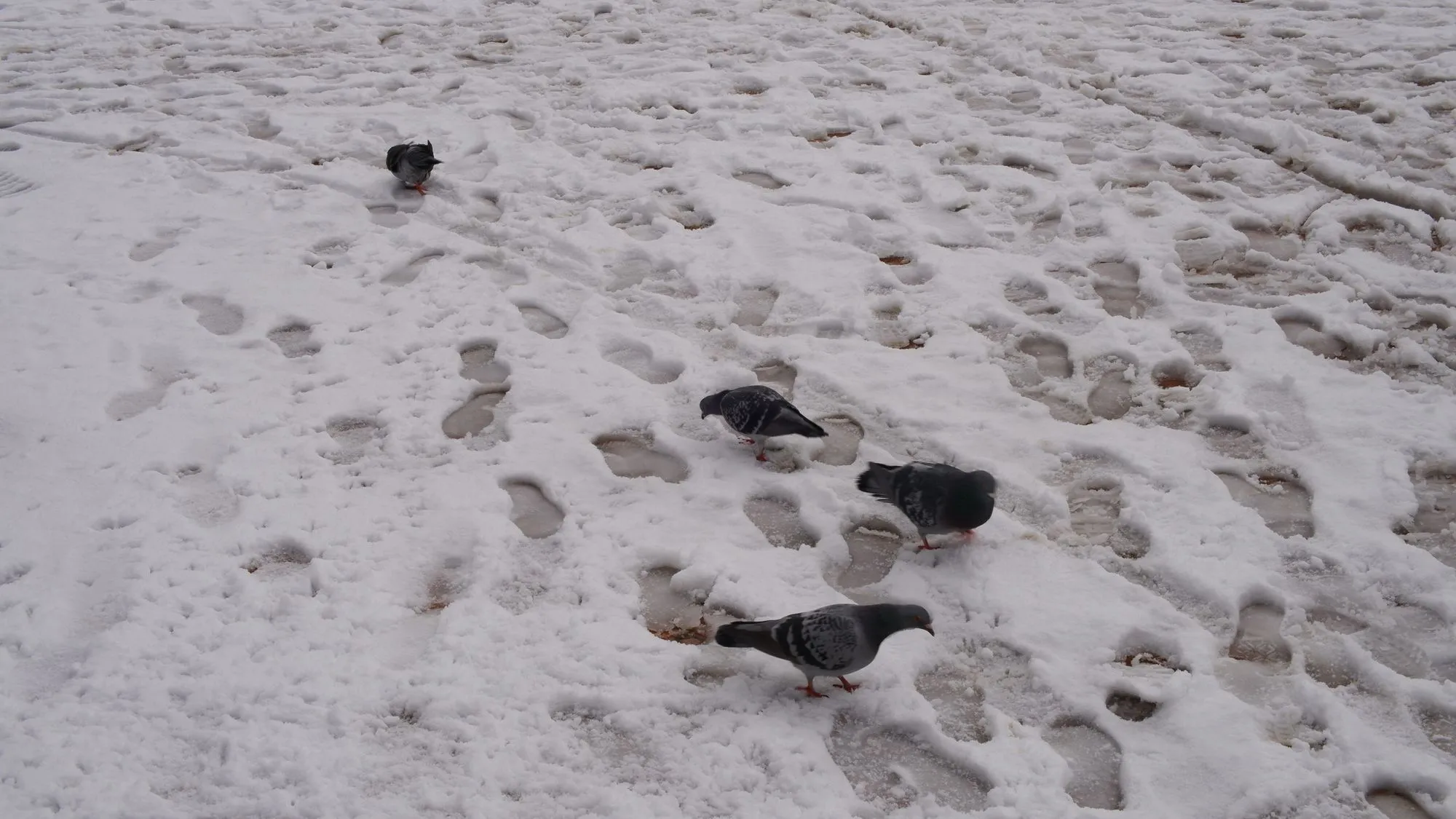 Pigeons in the snow