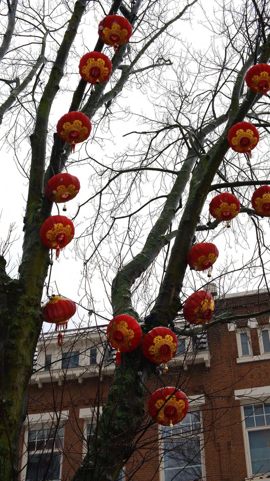 Red lanterns on bare tree