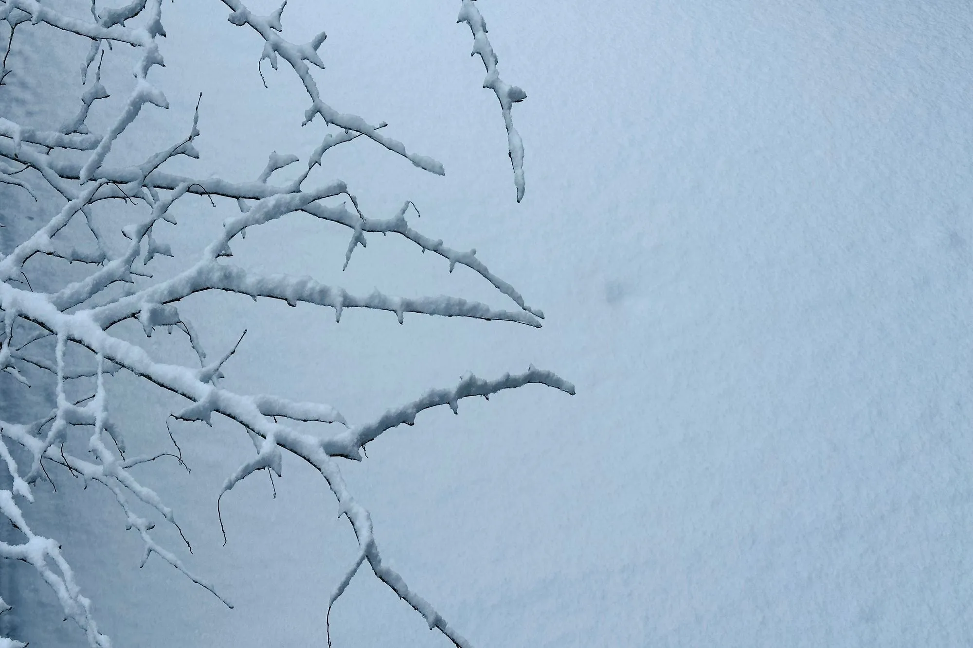 Snow covered tree branches
