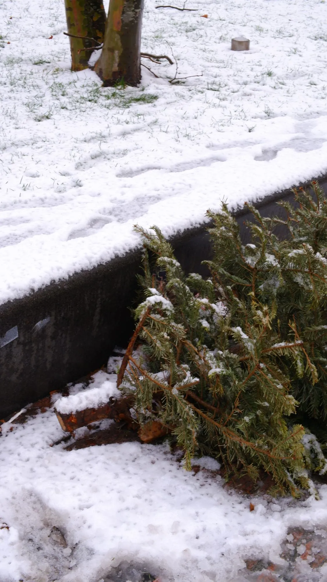 Some plants in the snow