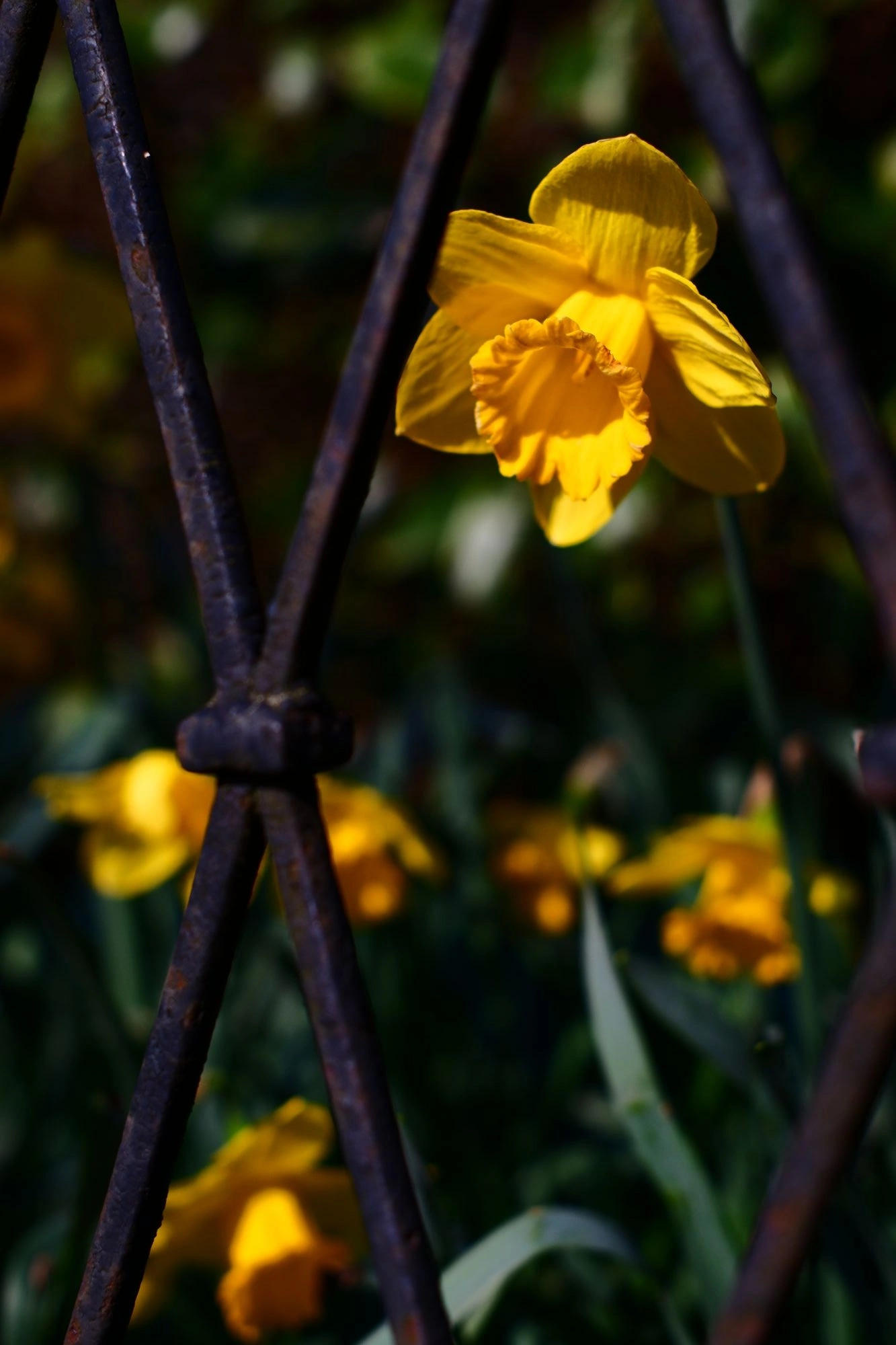 2026-03-15 - xt35 - color - NL - Yelow flower sticking through fence