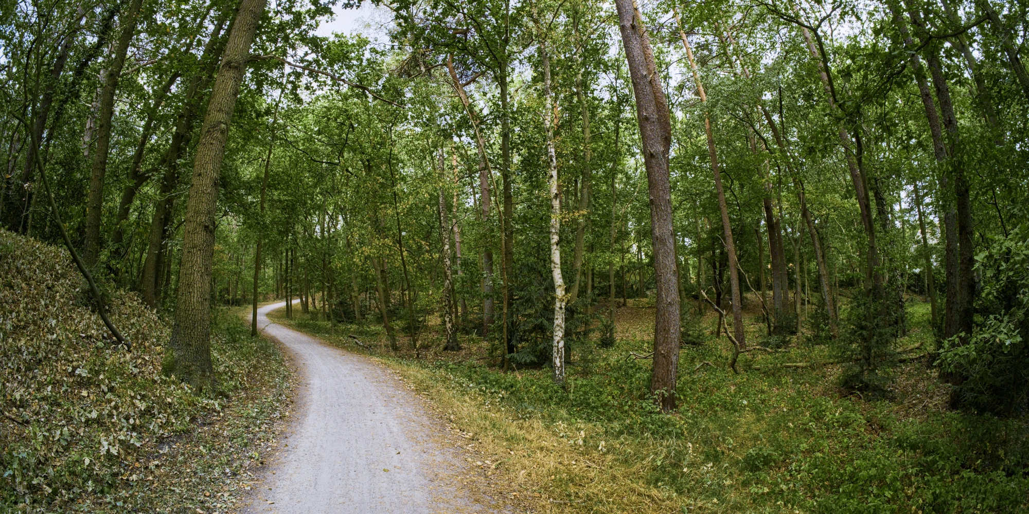 Bike path through the forest