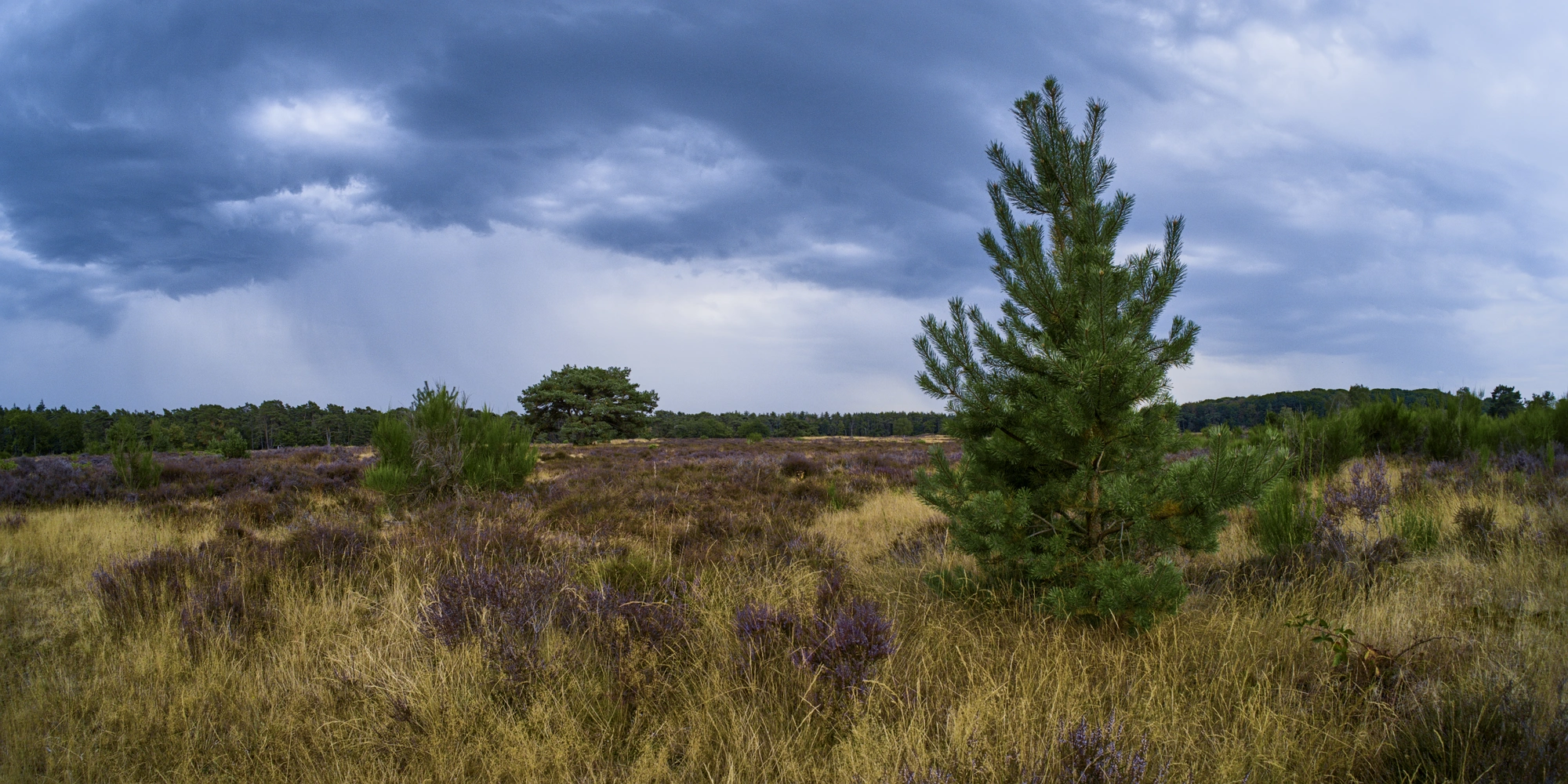 Brown grass with bits of heather in between
