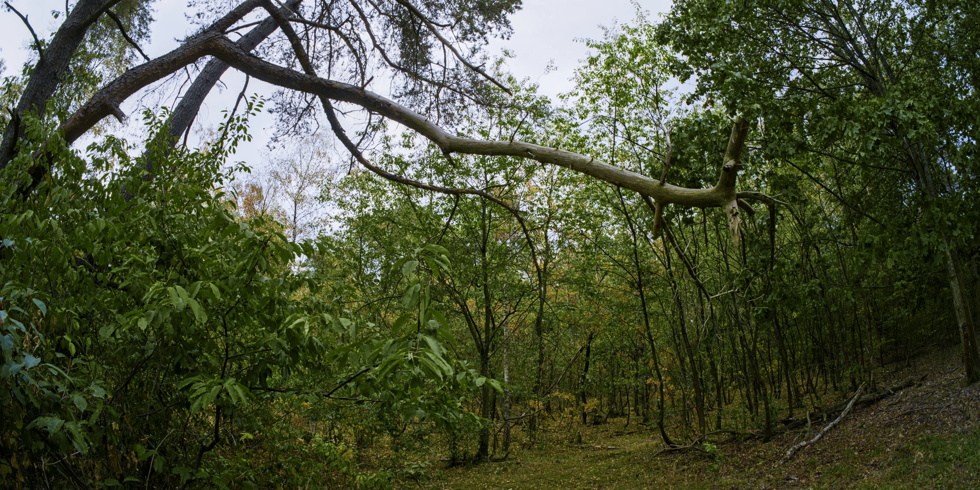 Long branch sticking out from tree