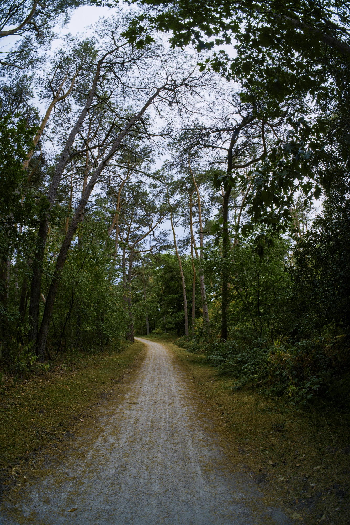 Long path with trees on either side