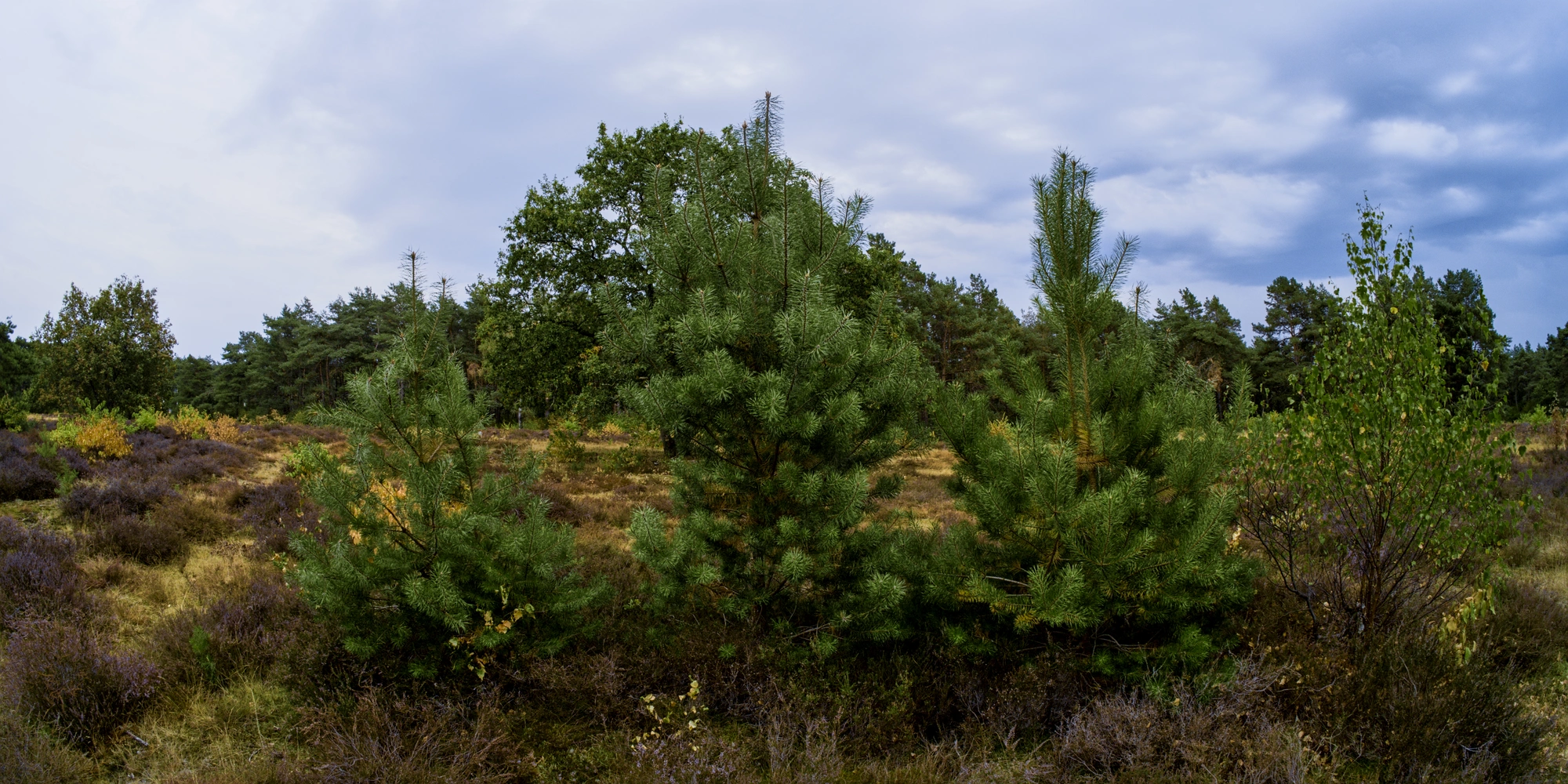 Three shrubs