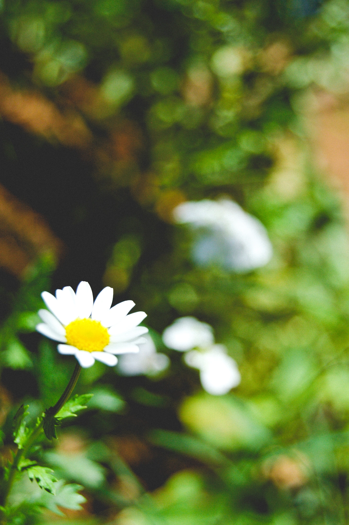 2021-02-13 - n70-300 - color - ZA - Johannesburg - Daisy