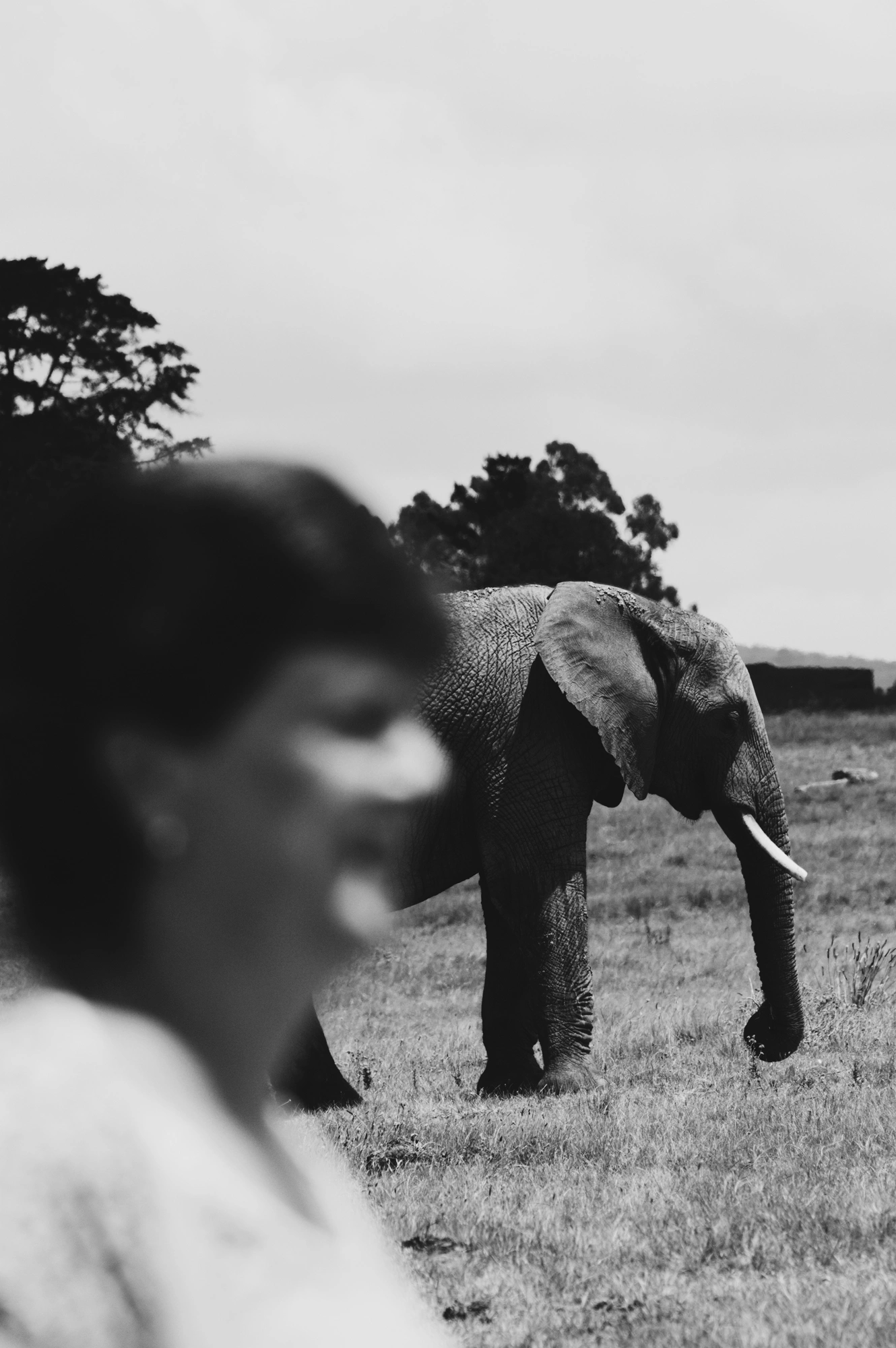 Out-of-focus person with elephant in background