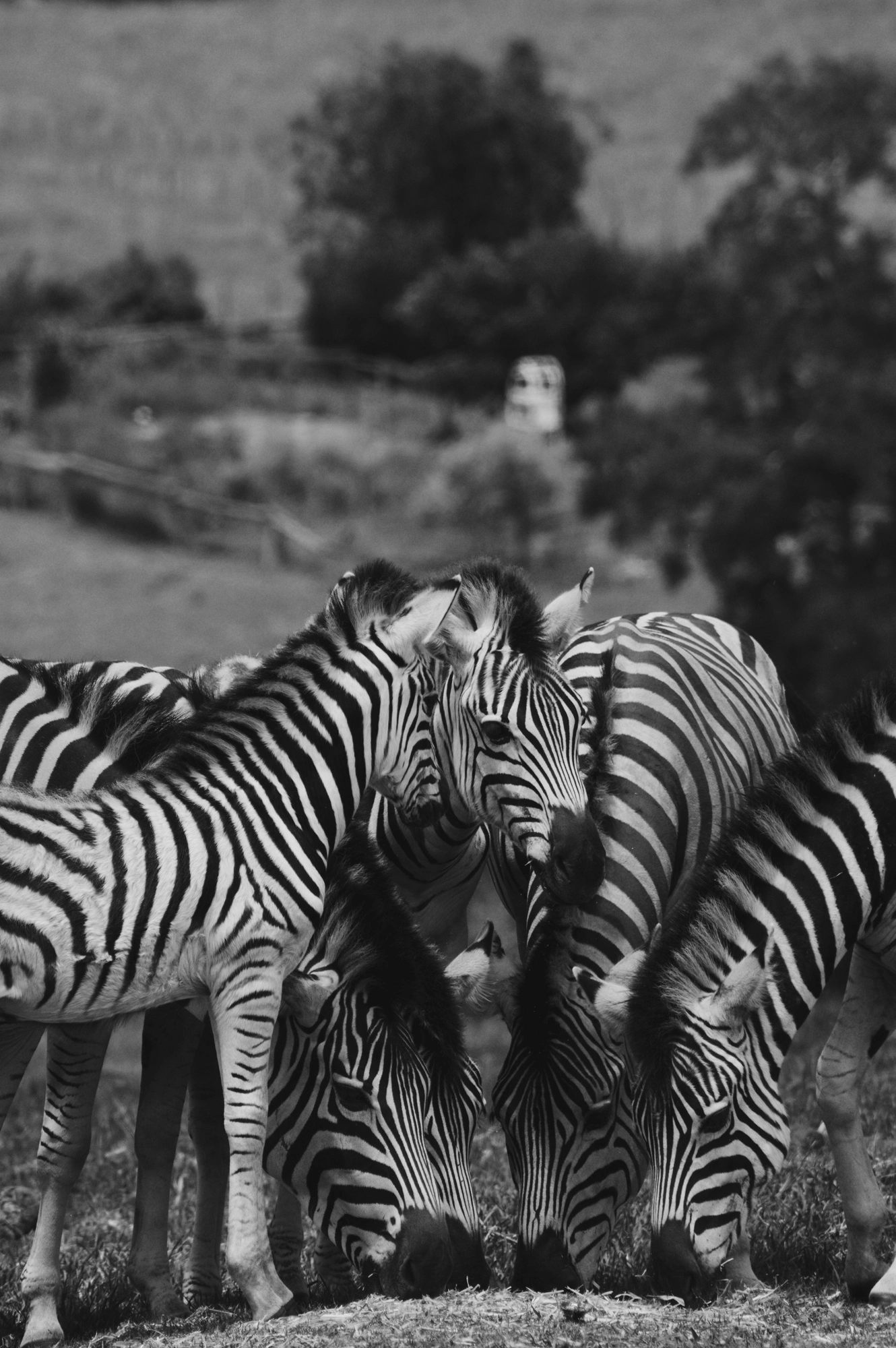 Zebras huddled