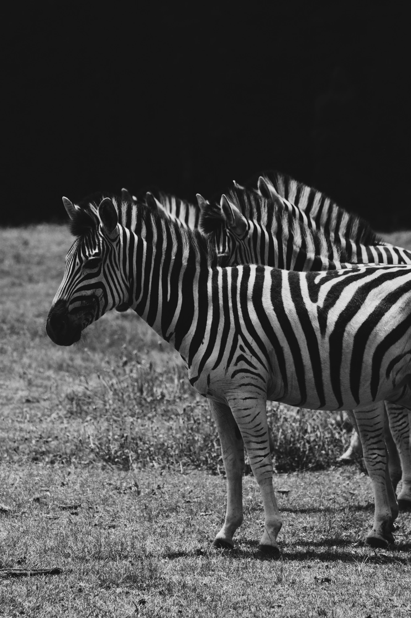 Zebras in a line