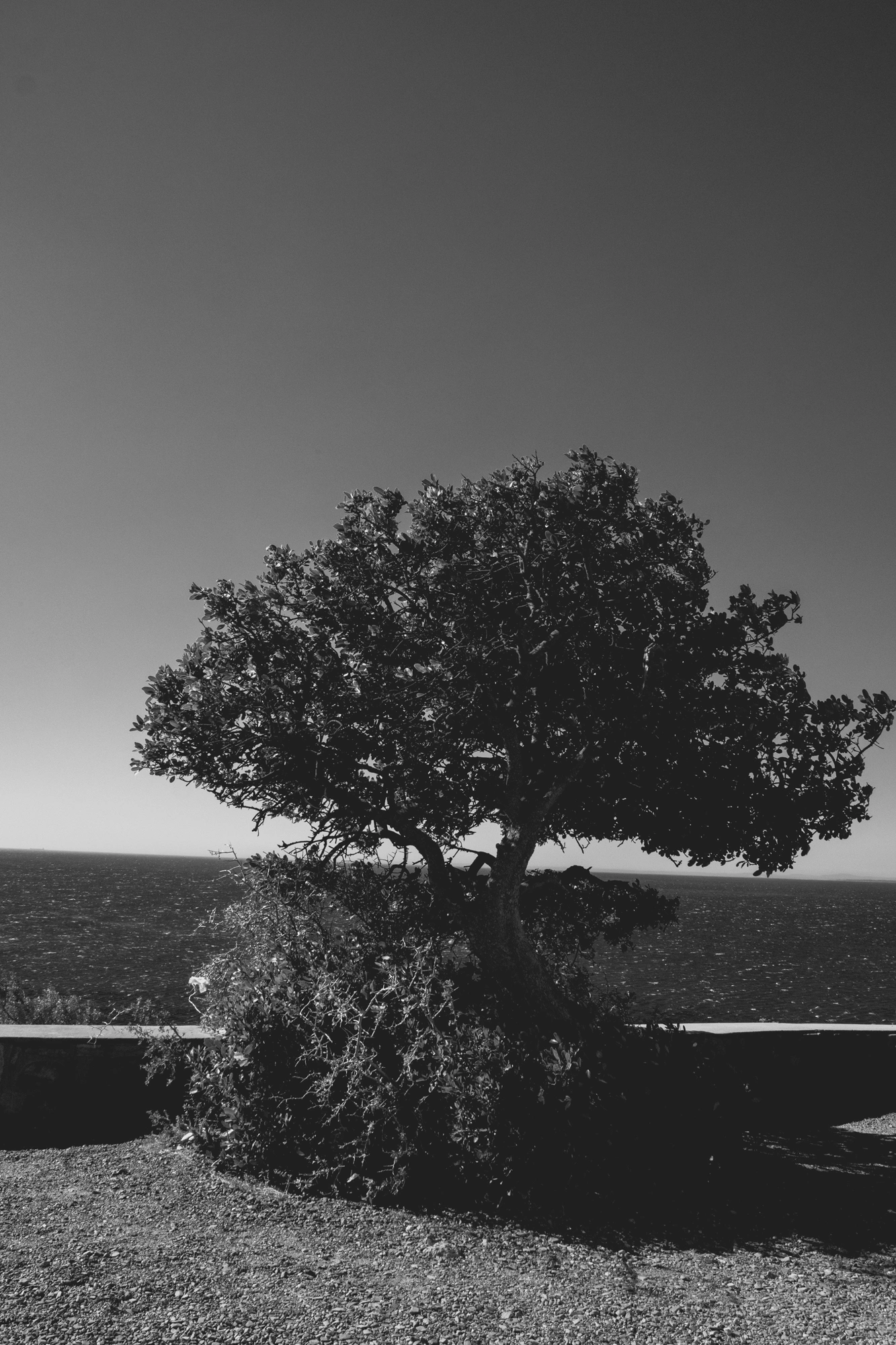 2022-02-13 - xt15-45 - bw - ZA - Cape Town - Tree with ocean in the background