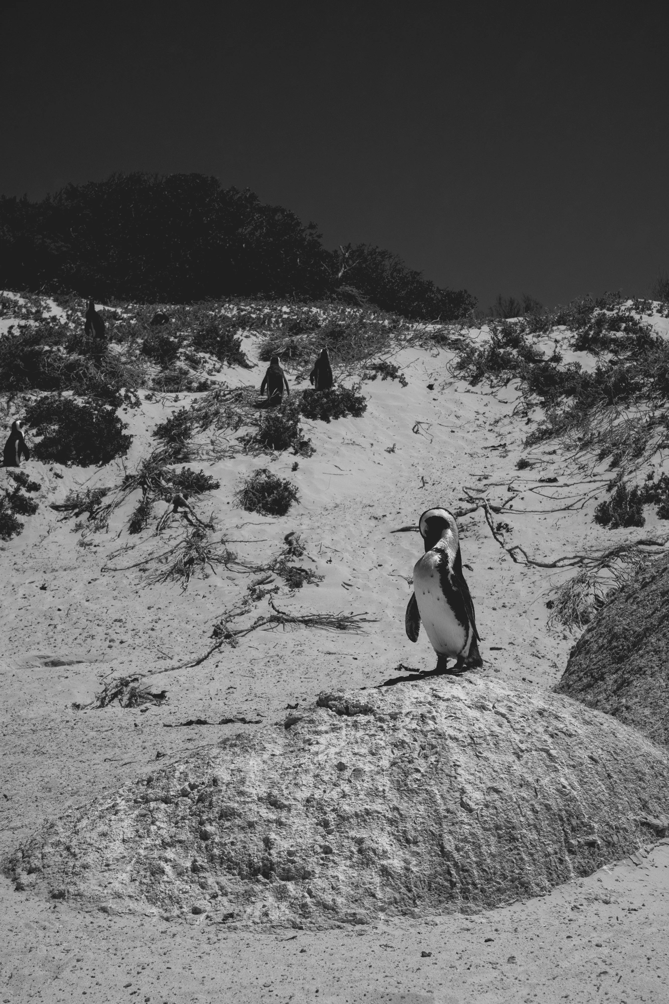 2022-02-14 - xt15-45 - bw - ZA - Cape Town - Penguin standing on rock on beach