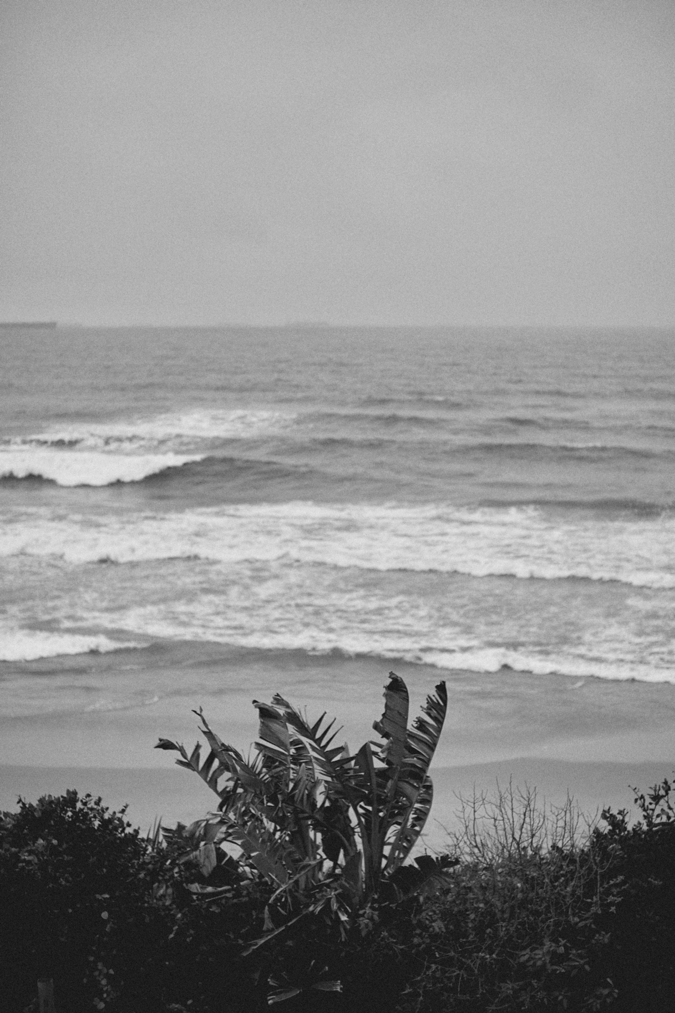 2022-09-19 - xt35 - bw - ZA - Durban - Palm tree blowing in the wind