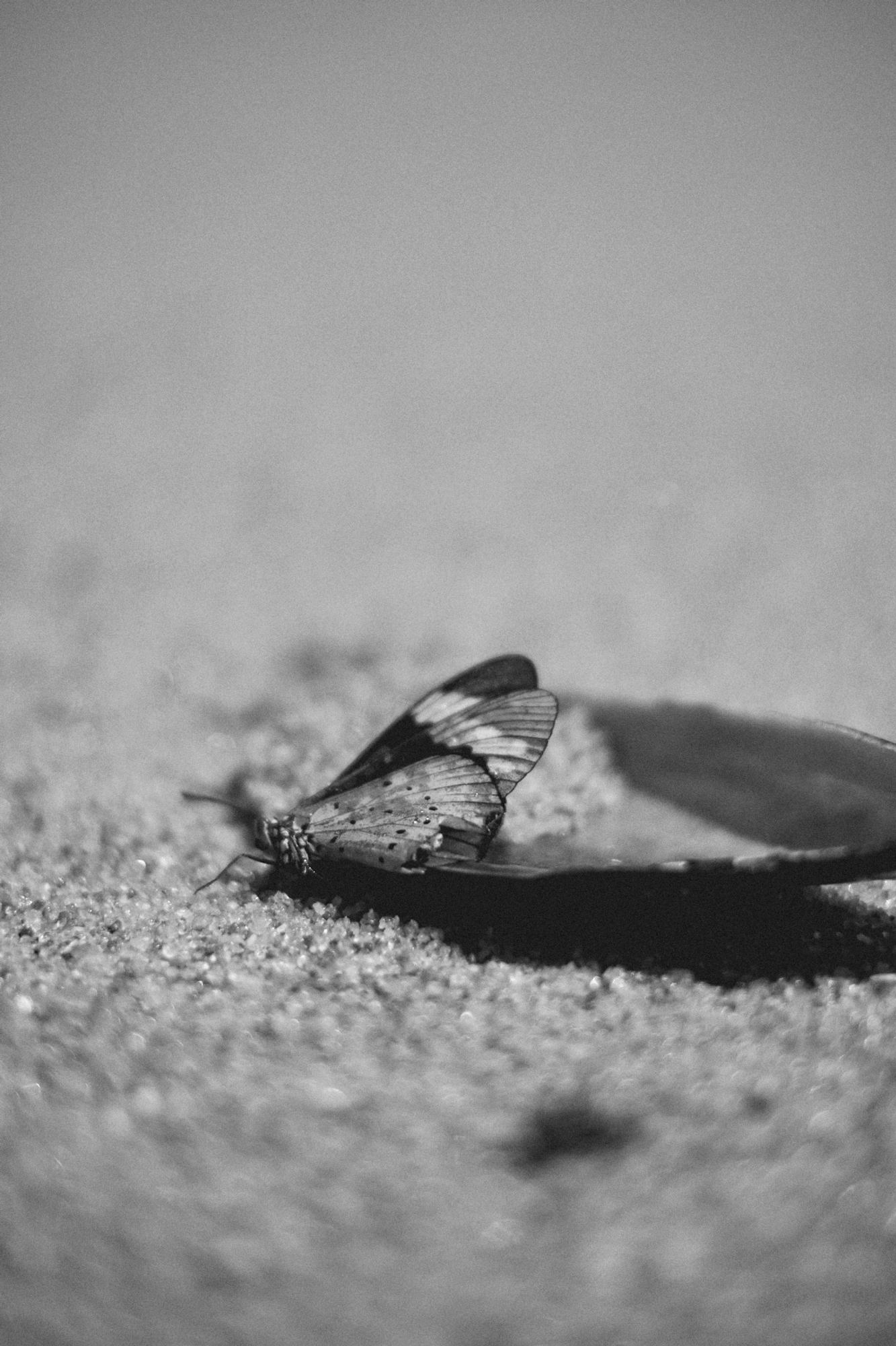 2022-09-22 - xt35 - bw - ZA - Durban - Butterfly on shell