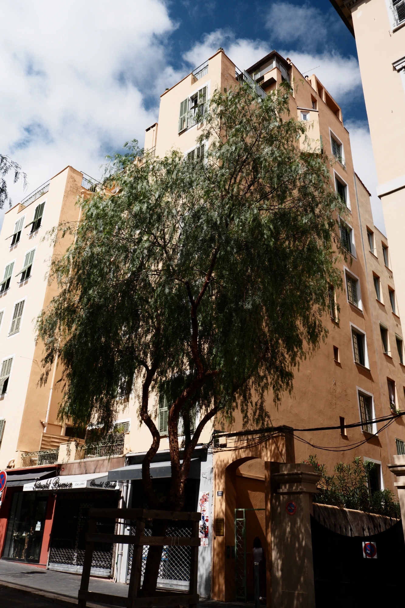 Tree in front of building