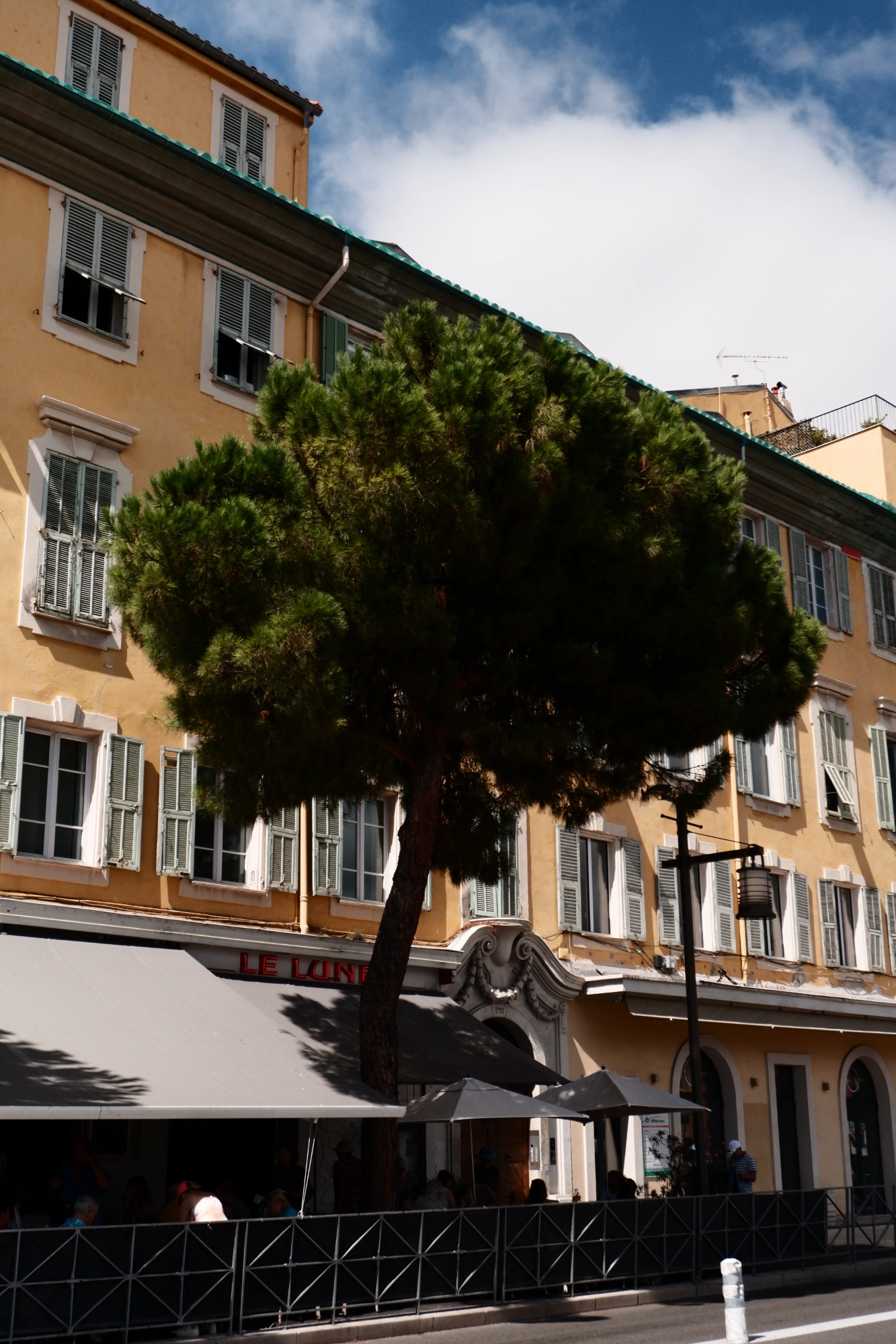 Tree sticking out of gap between umbrellas