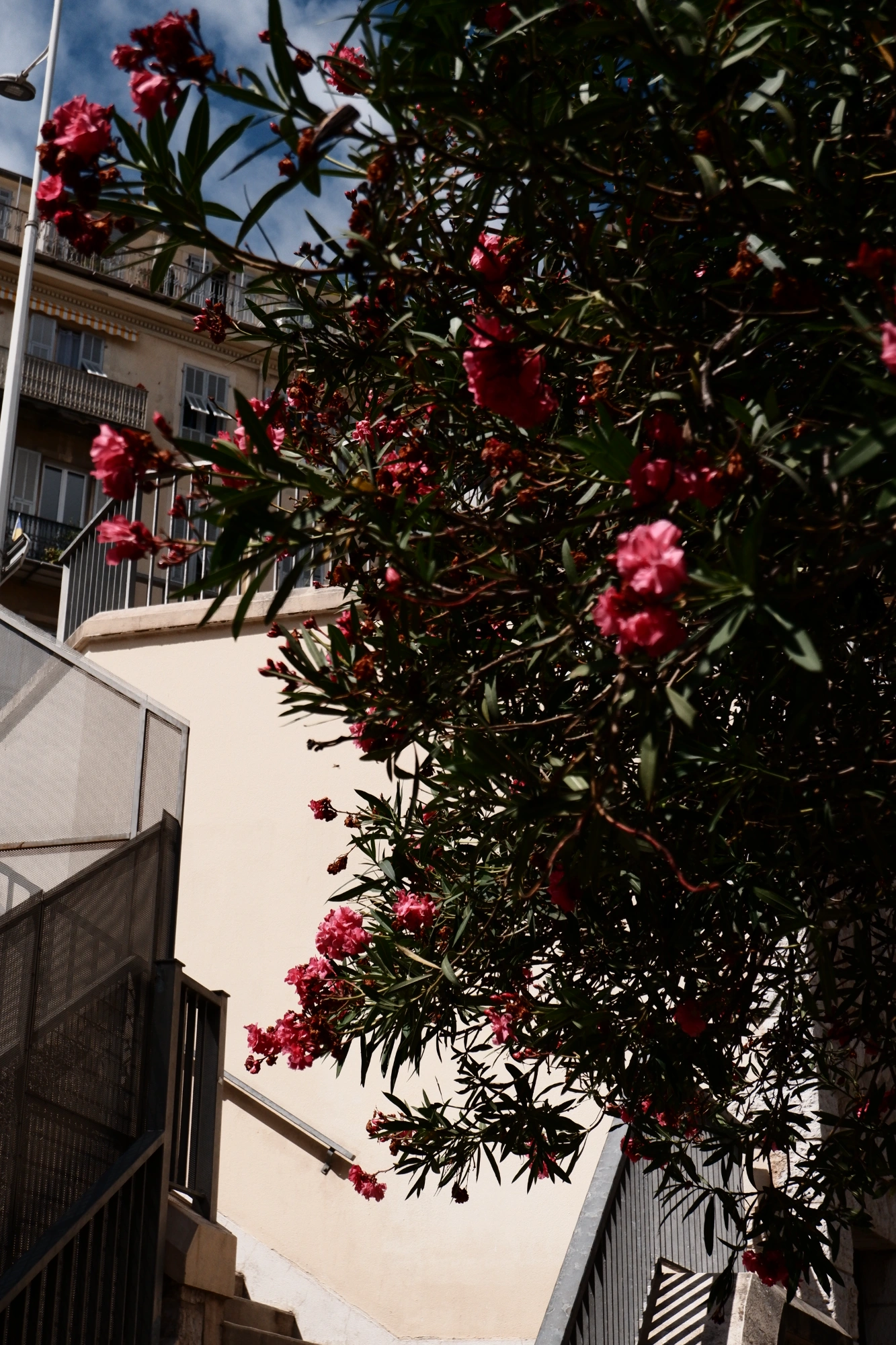Tree with pink flowers