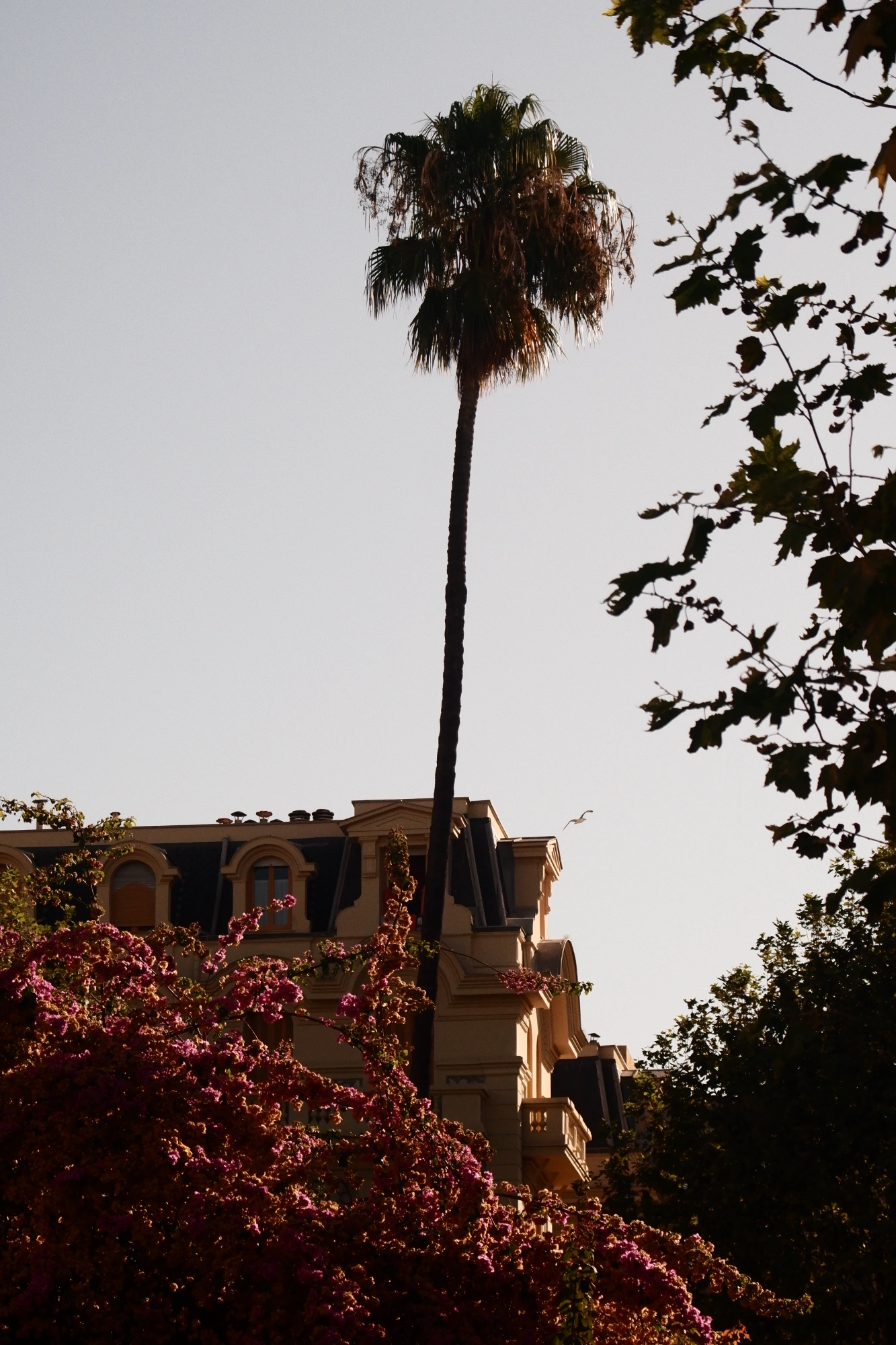 Long palm tree