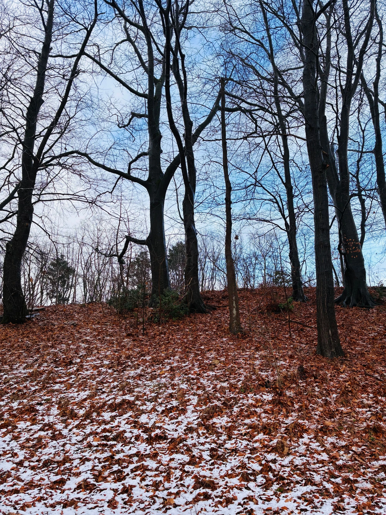 2026-01-02 - i16 - color - NL - Bare forest with red leaves scattered all over ground