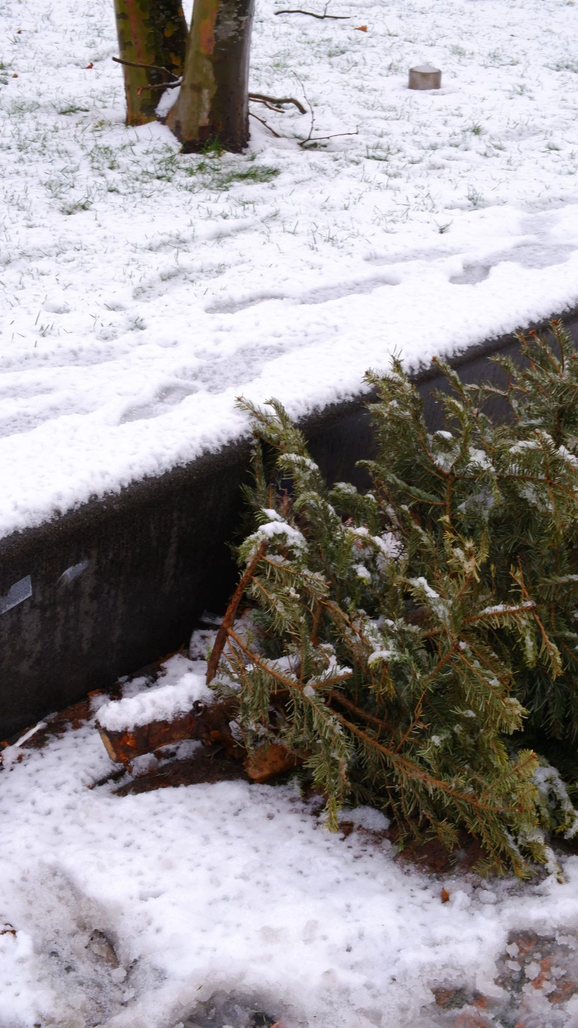 2026-01-03 - xt35 - color - NL - Some plants in the snow