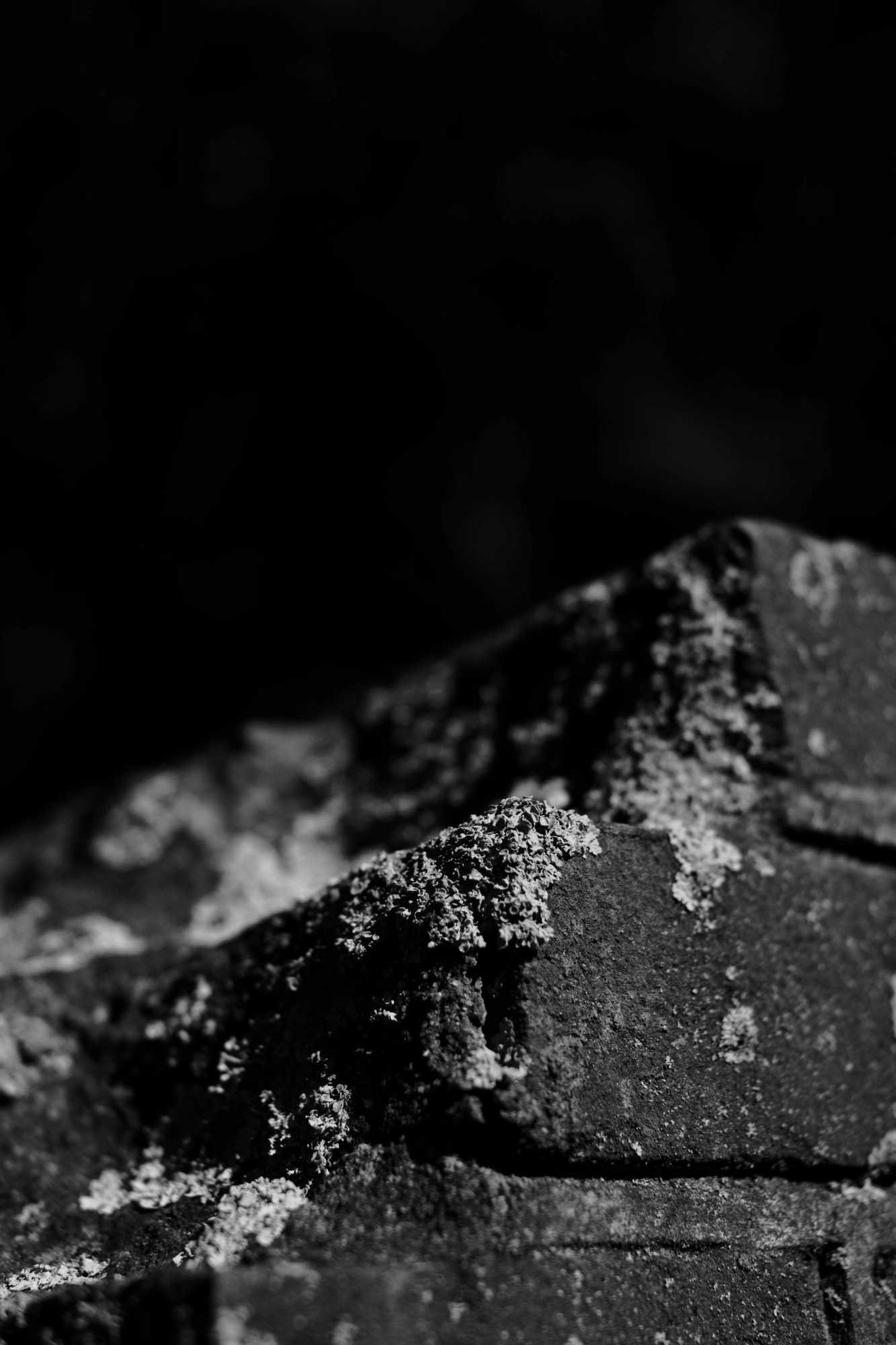 2023-09-09 - xt35 - bw - NL - Moss on bricks