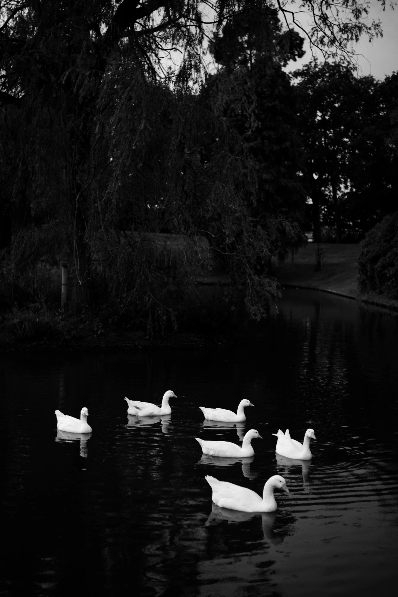 2023-09-23 - xt35 - bw - NL - Ducks in water