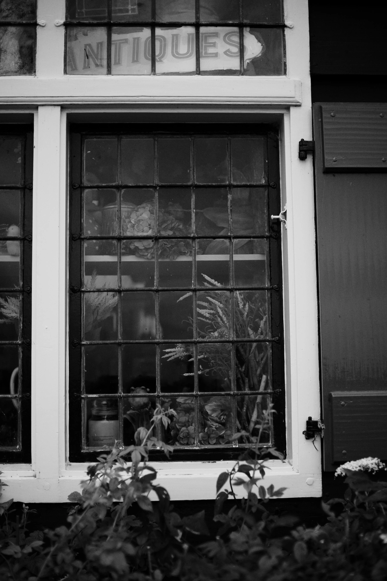 2024-05-25 - xt35 - bw - NL - Plants through window