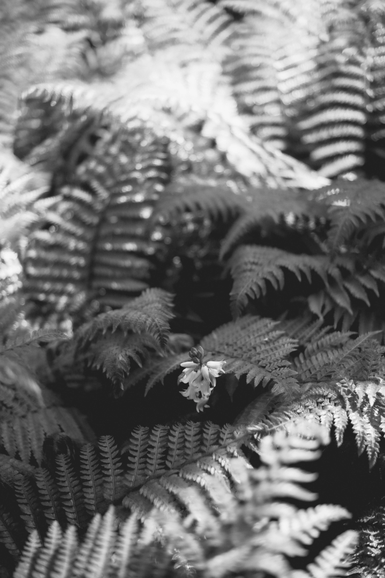 2024-05-26 - xt35 - bw - NL - Ferns