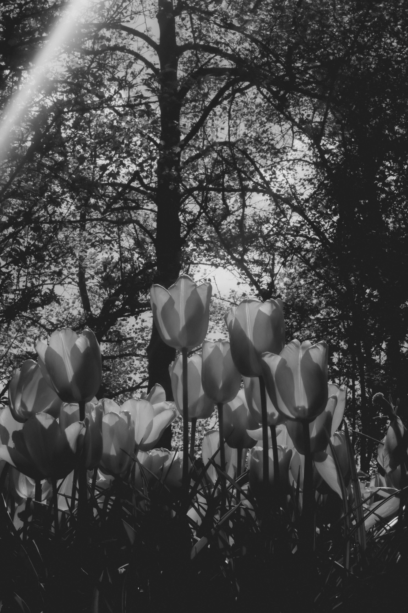 2024-05-26 - xt35 - bw - NL - Flowers