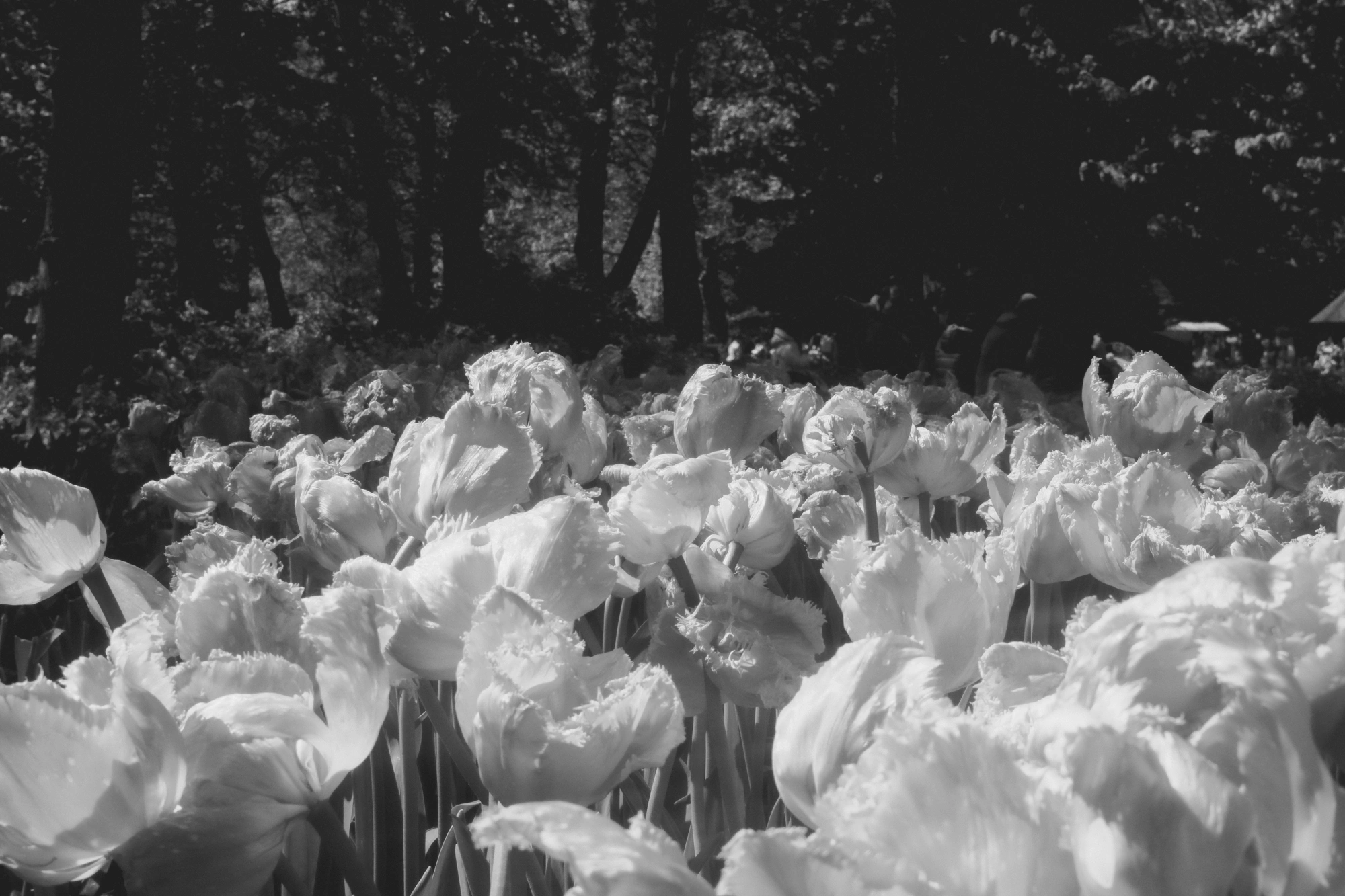 2024-05-26 - xt35 - bw - NL - Frilly tulips