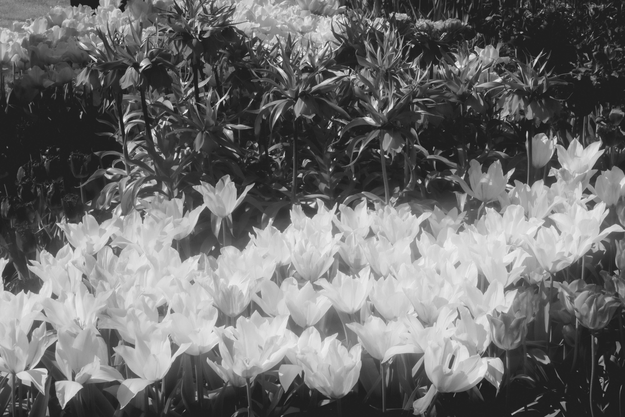 2024-05-26 - xt35 - bw - NL - Hazy flowers