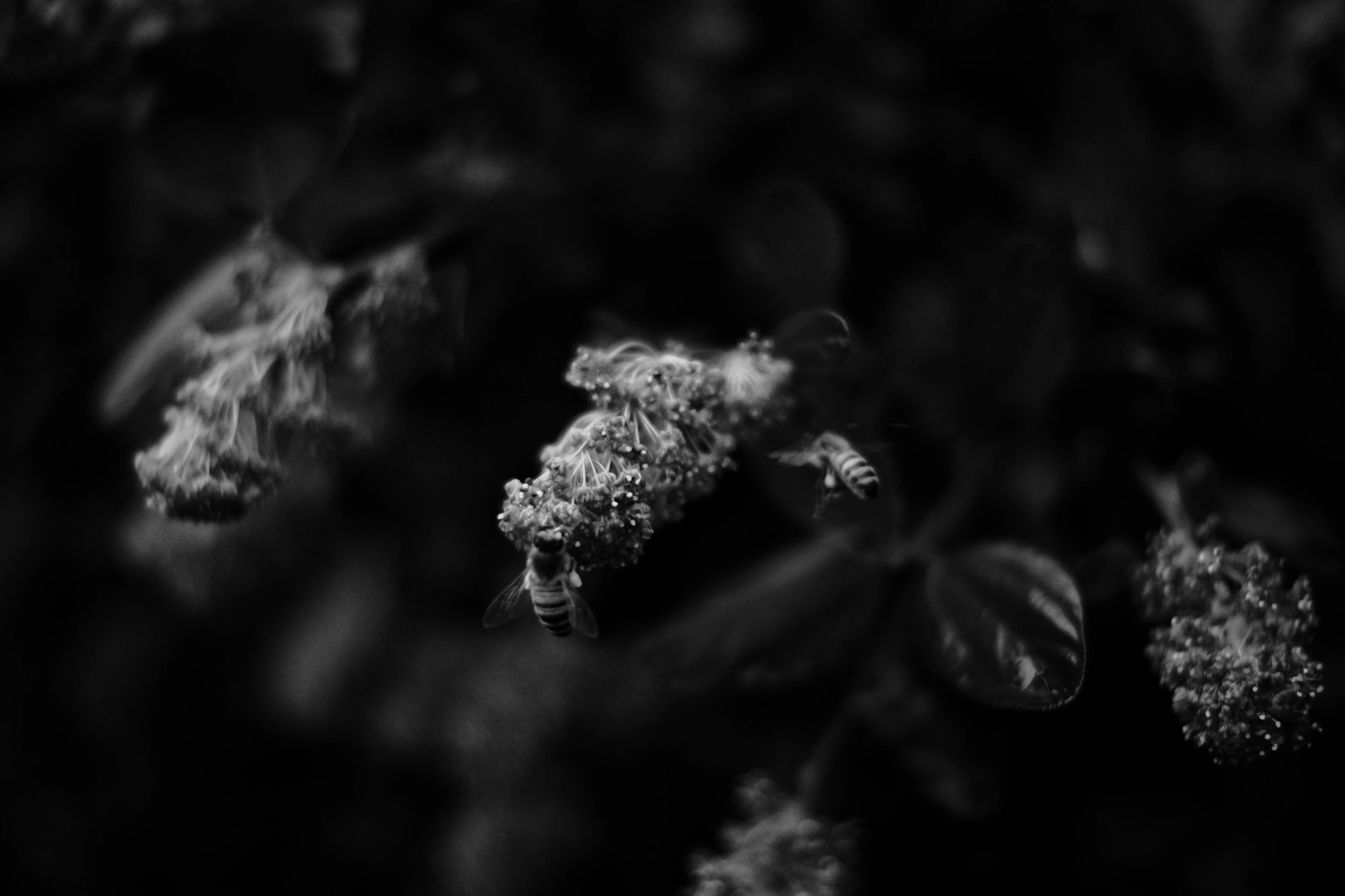 2024-06-17 - xt35 - bw - NL - Bee visiting flower